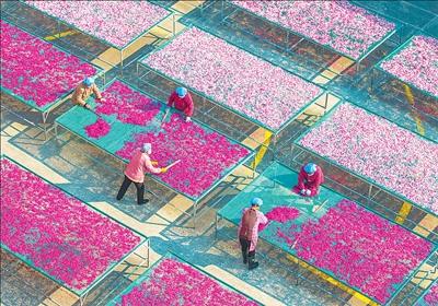 萝卜干加工产业带动村民增收