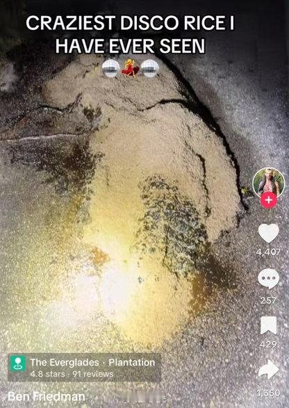 救命！“迪斯科米”竟是尸堆黑话？远看如雪近看是蠕动米粒，实为大沼泽地尸体处理现场