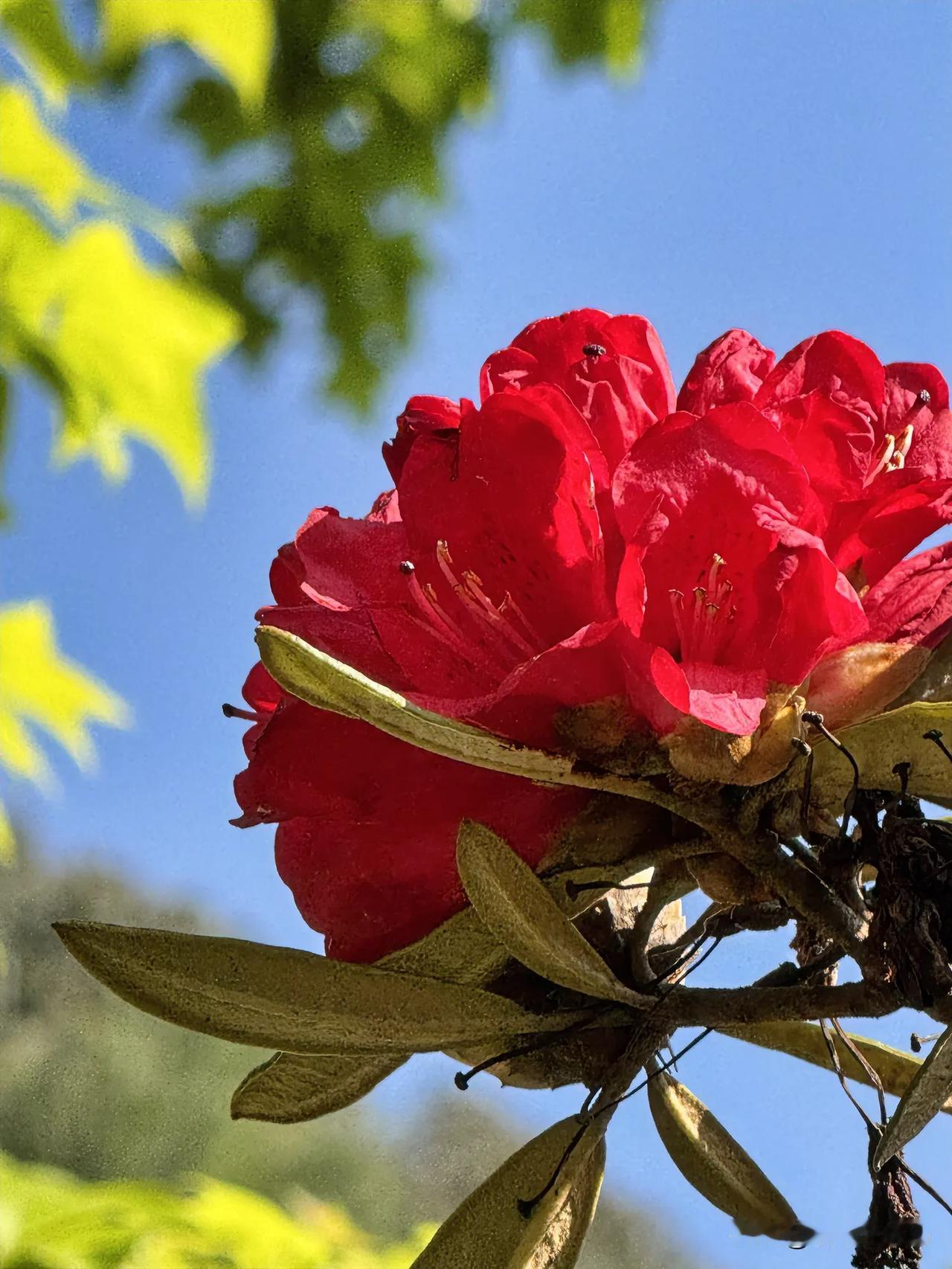 说说看,生活中最美的花朵是什么?从云南来说马樱花是最美的花开的热烈争艳，象少数民
