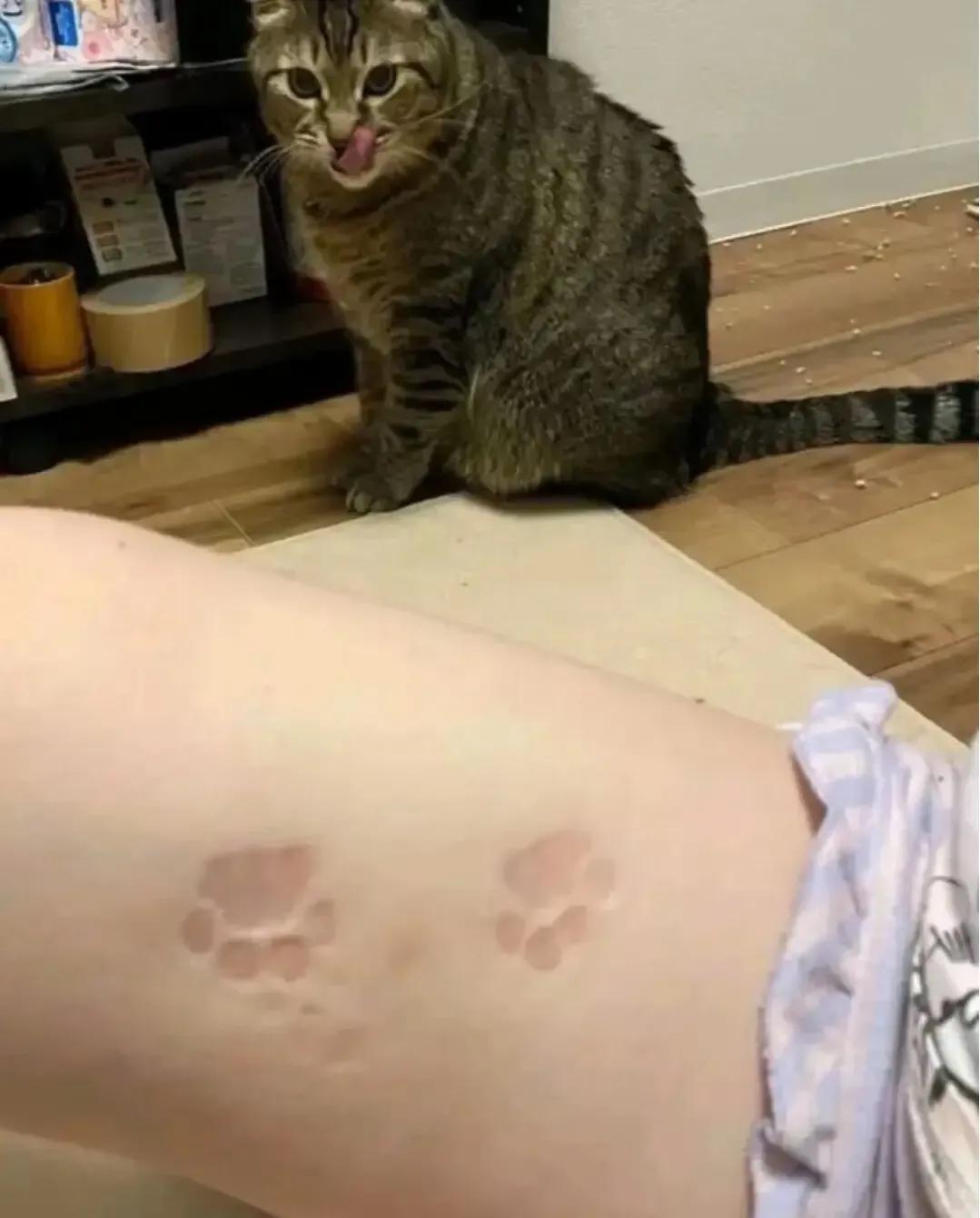 狸花猫咪从高处跳下，两只前爪正好按在女主人雪白粉嫩的大腿上，把腿上按出来两个清晰