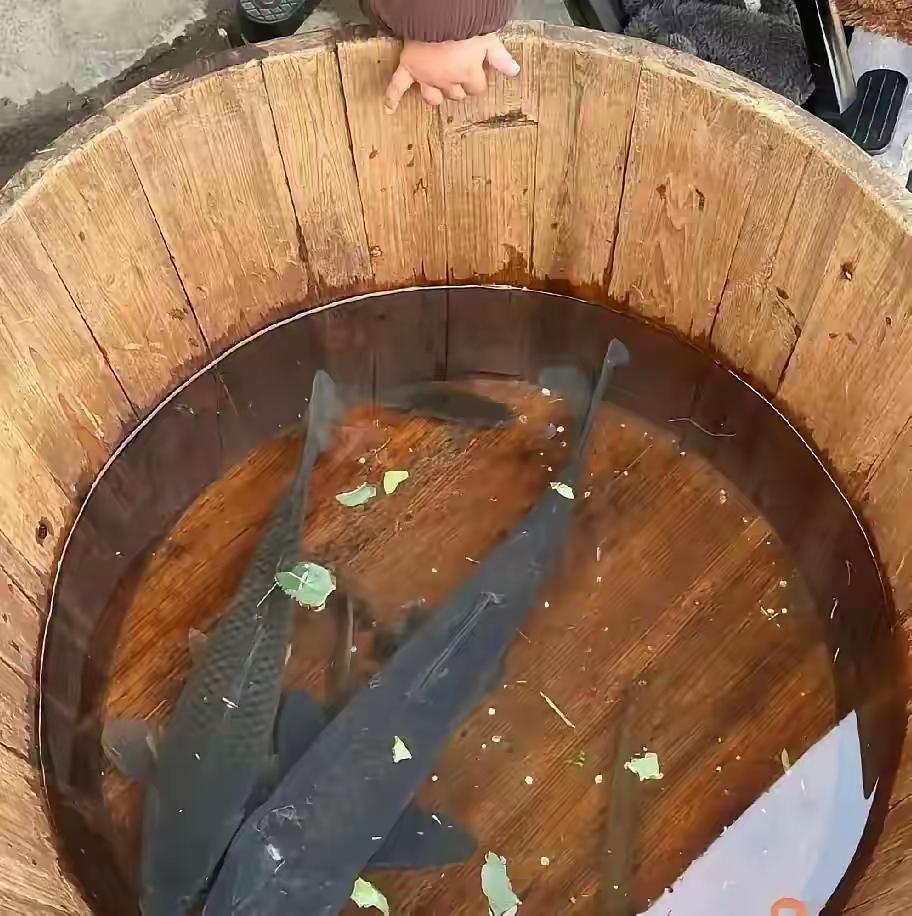 什么情况啊！一夜之间，第二天就有条鱼变白了！这个是怎么回事呢？