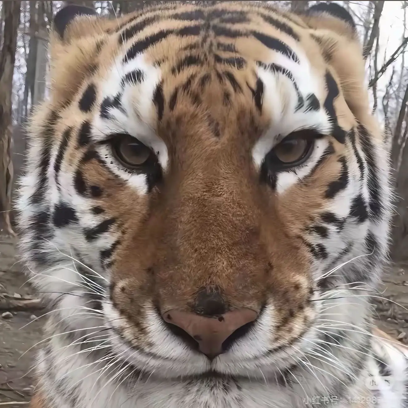 谁能分清哪个是真老虎钟意传媒