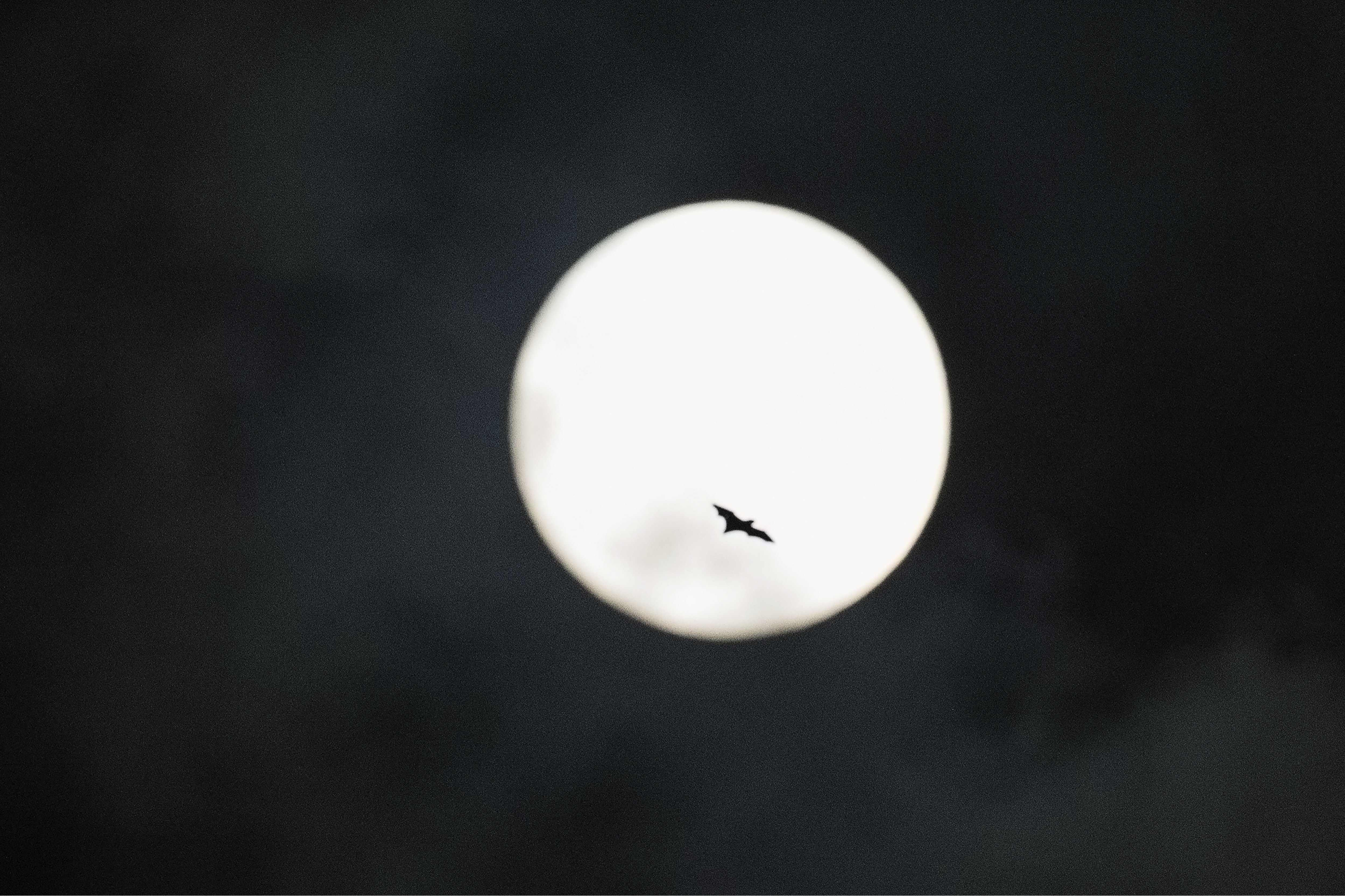 【#孟加拉国发现新型蝙蝠病毒#】据美国《科学日报》网站2月1日报道，研究传染病的