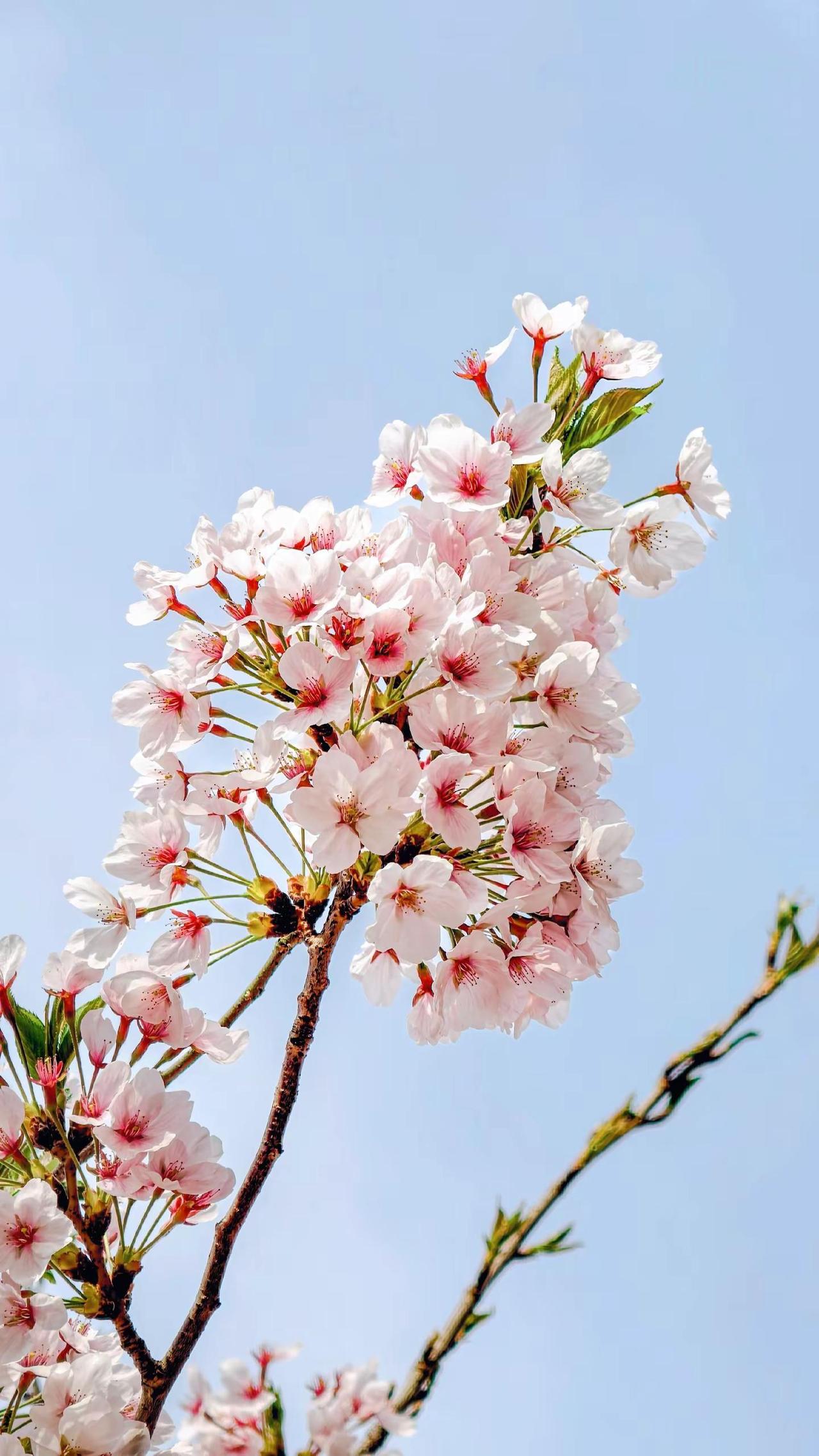 大连樱花｜春天的浪漫，樱花占一半🌸。大连的春天真的太会了一半是海风，一半是樱花