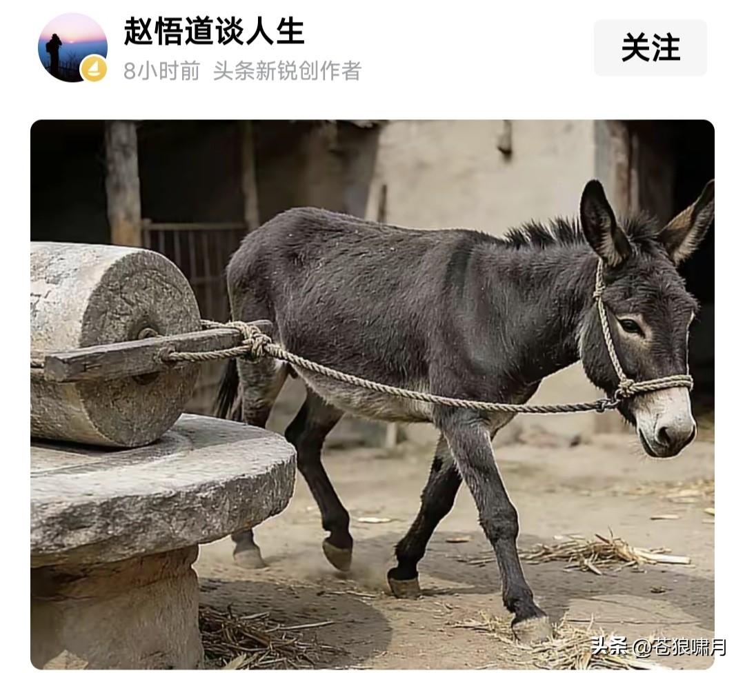 看网友“训驴”，苍狼差点笑喷！他训驴:不要偷懒耍滑，拉磨是最光荣的事！
要生小驴