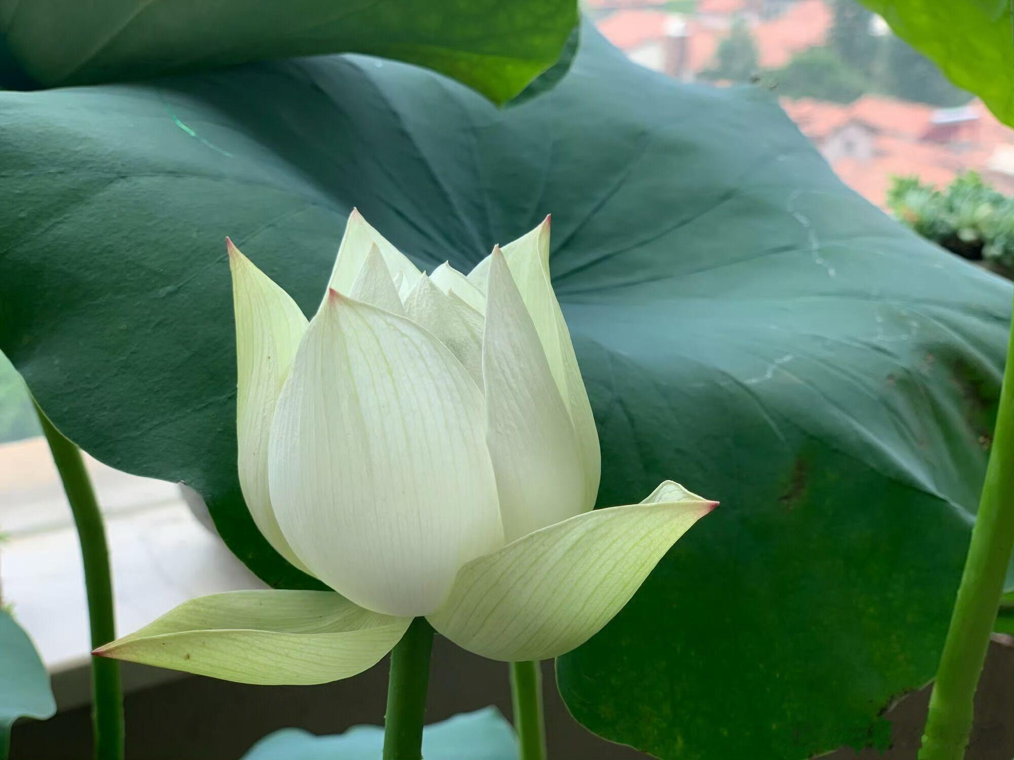 身弱又走官杀运，容易是非多口舌多，生意惹纠纷，体制里面口舌多，升职难，企业里面小