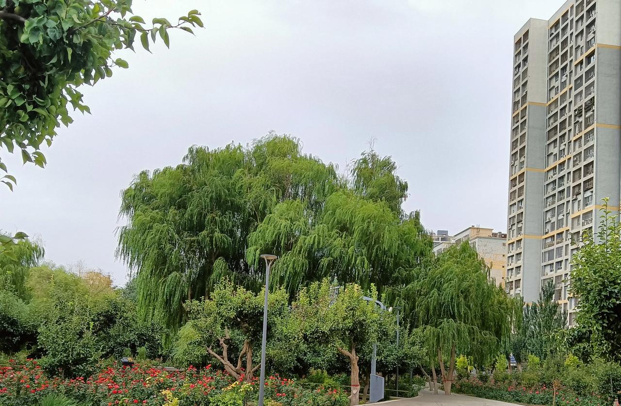 窗外石阶滴夜雨
门前梧桐吟雅章
纯粹是凑个热闹，水平有限，让大家见笑了[捂脸][