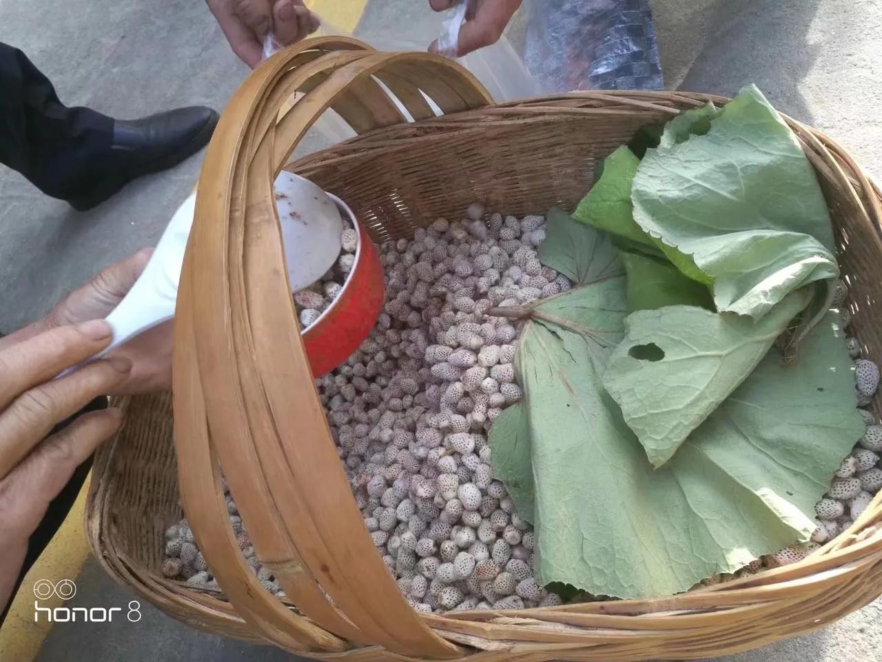 有图有真相，小时候生活在陕西一个山沟里，当地农民卖的这个，盛一碗，拌点白糖，我的