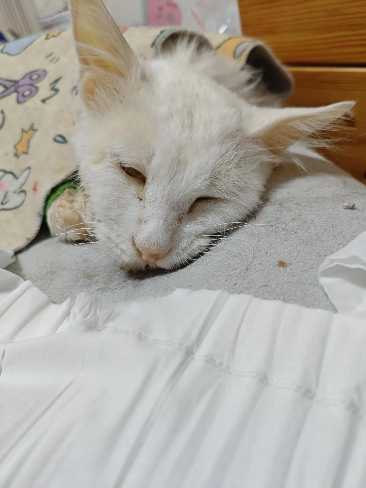 来福死了，前几天还好好吃饭来着，前天晚上突然呼吸急促，饭也不吃了，而且路也走不稳