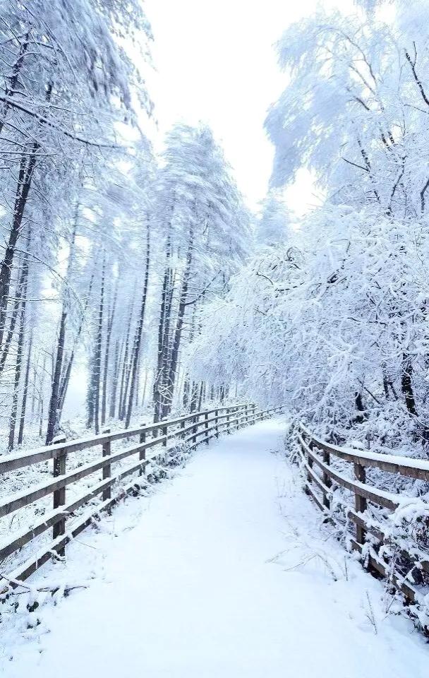 带你看雪景“在雪的覆盖下，世界变得宁静，仿佛一切都在这一刻静止，只剩下雪花飘落的