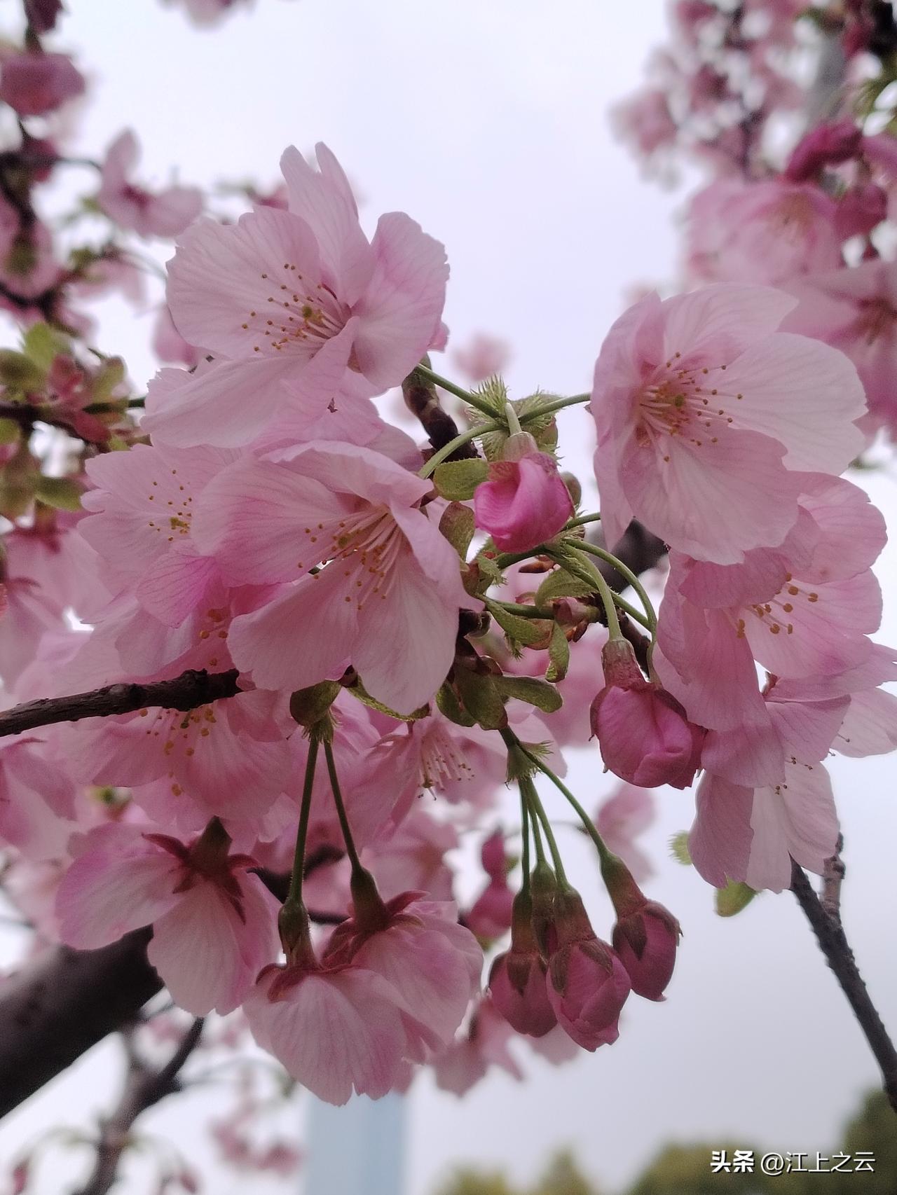 春天来了，万物复苏，又到了赏花的最佳季节，樱花开了，看看我拍的樱花，漂亮不漂亮？