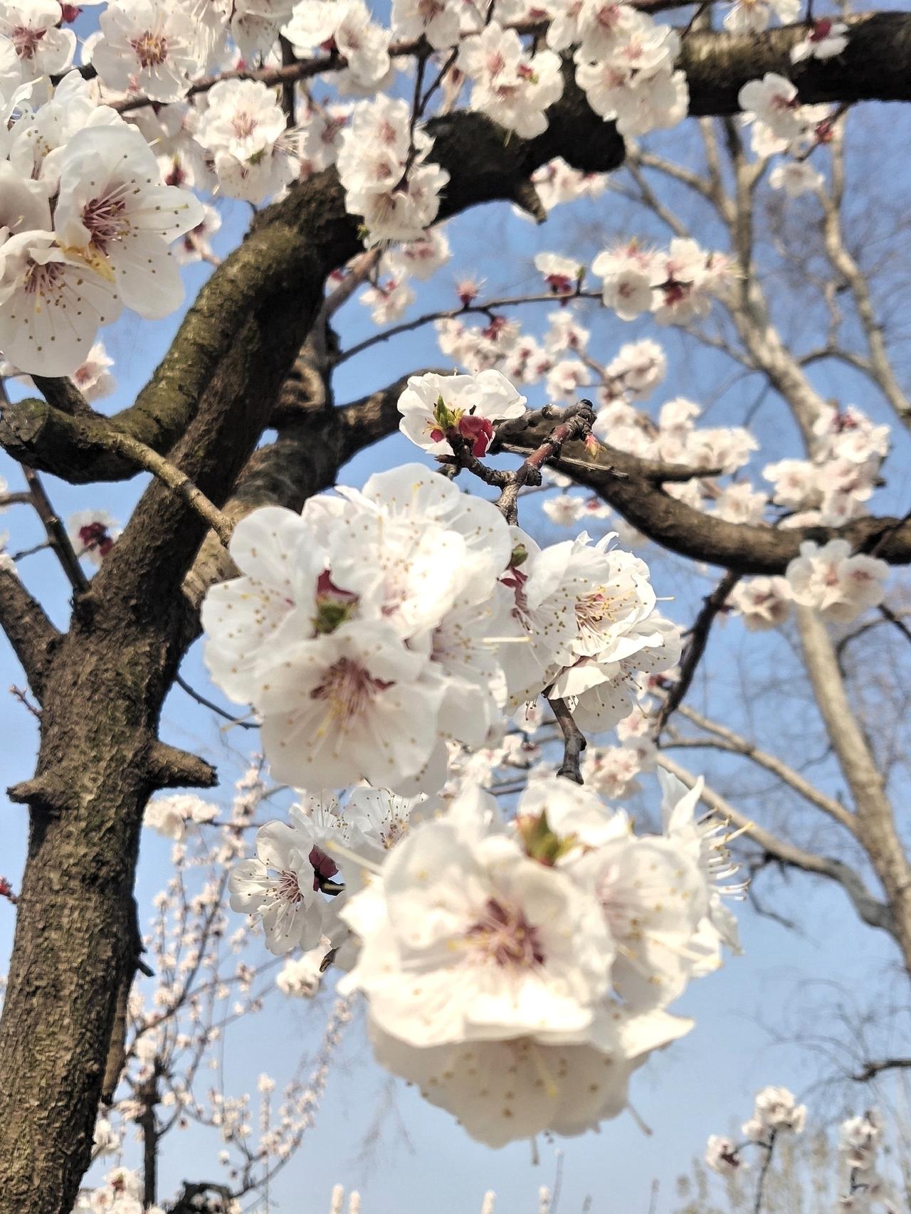 每年杏花开的时候，杏湖公园就成了人气顶流，玄武湖都得暂时让位。杏花娇美花期却短，