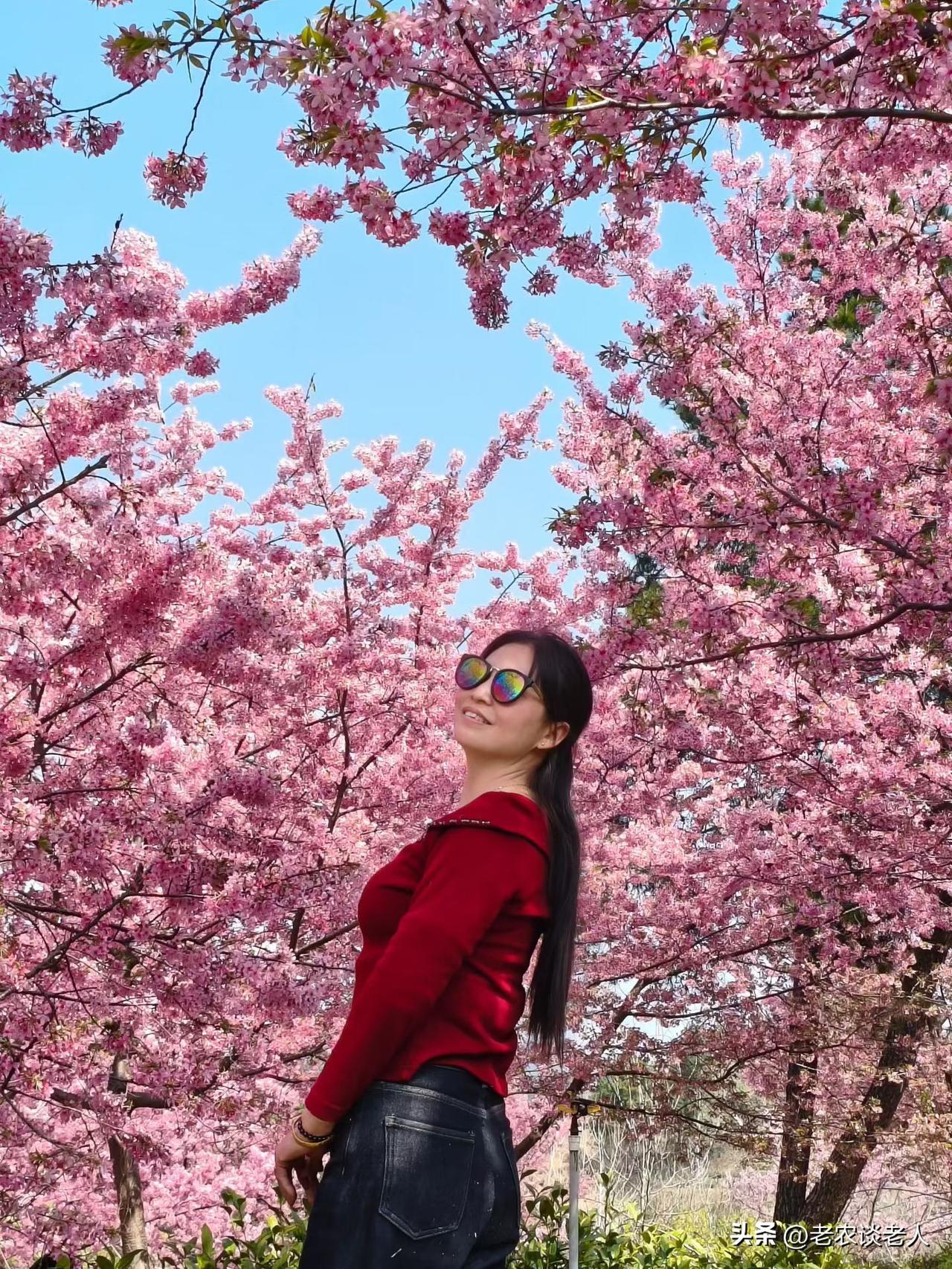 老家的春天已至，老家的樱花园里，幸福的欢声笑语正浓，盈盈的暗香在飘动，粉红的鲜花