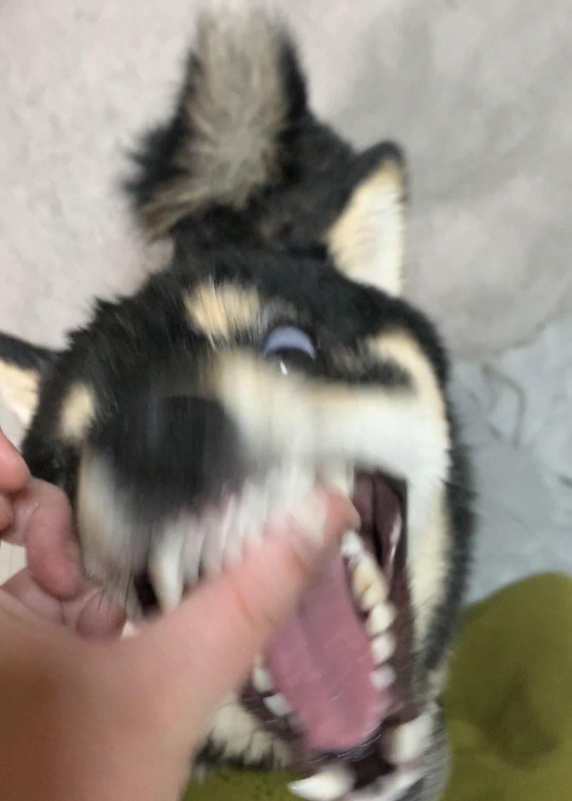 <p>萌宠 铲屎官的乐趣 不养狗不知道养狗的乐趣 神奇动物在 柴犬 </p>
