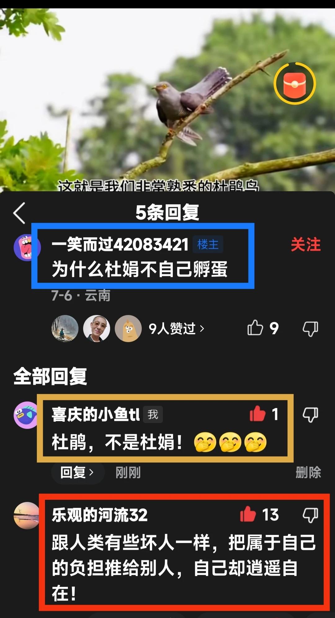 杜鹃鸟儿为啥不自己孵蛋❓
有网友看了杜鹃鸟儿不肯自己孵蛋的视频，发出了疑问❓——