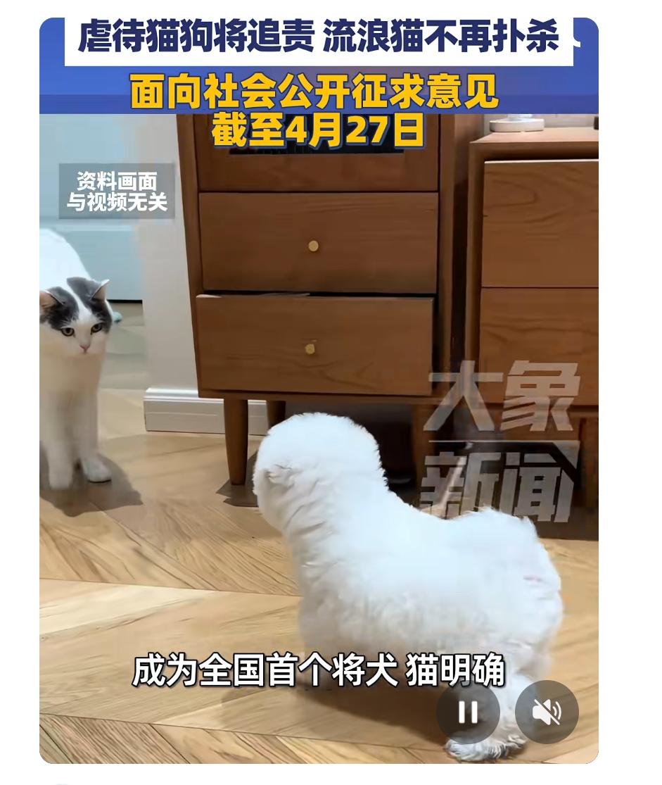 全国首个伴侣动物保护立法来了！三明市带头给“毛孩子”撑起法律保护伞

你有没有想