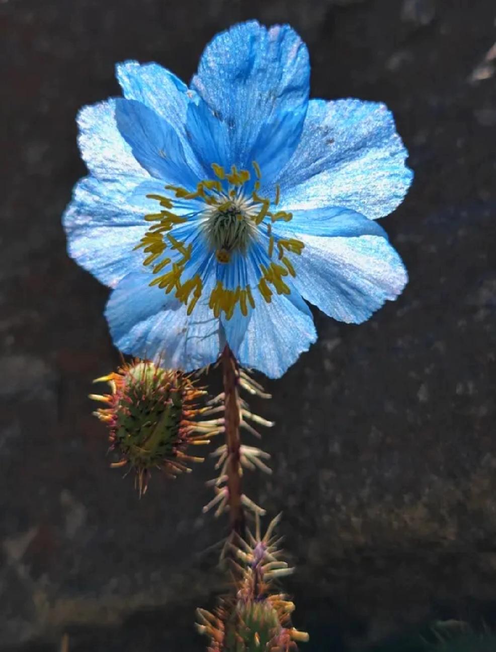 张家界“七星山•骆驼杯”极限荒野求生挑战赛上，女选手“冷美人”因营养不良退赛引发