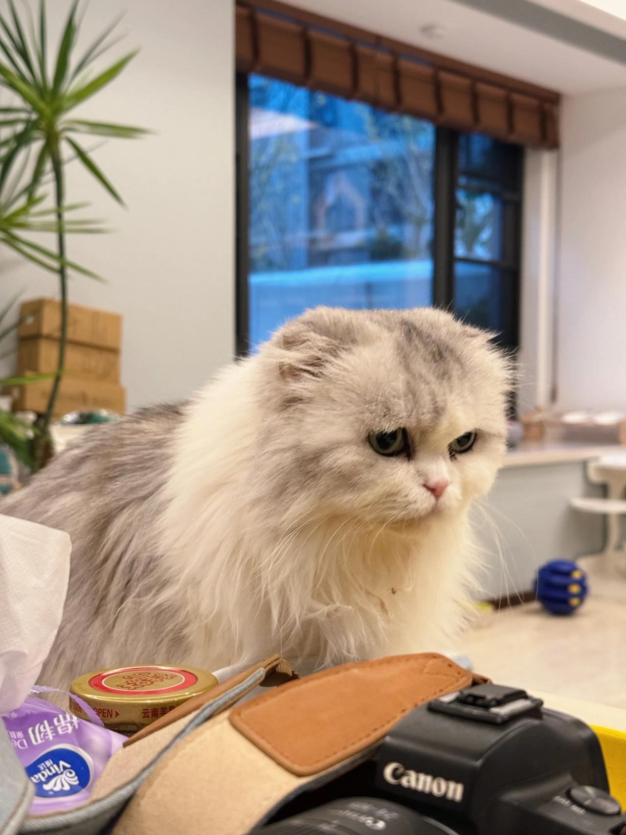 为防止小布布偷吃猫粮，把其他猫都安排上桌吃了，等他再长大点能跳高高了再怎么办？