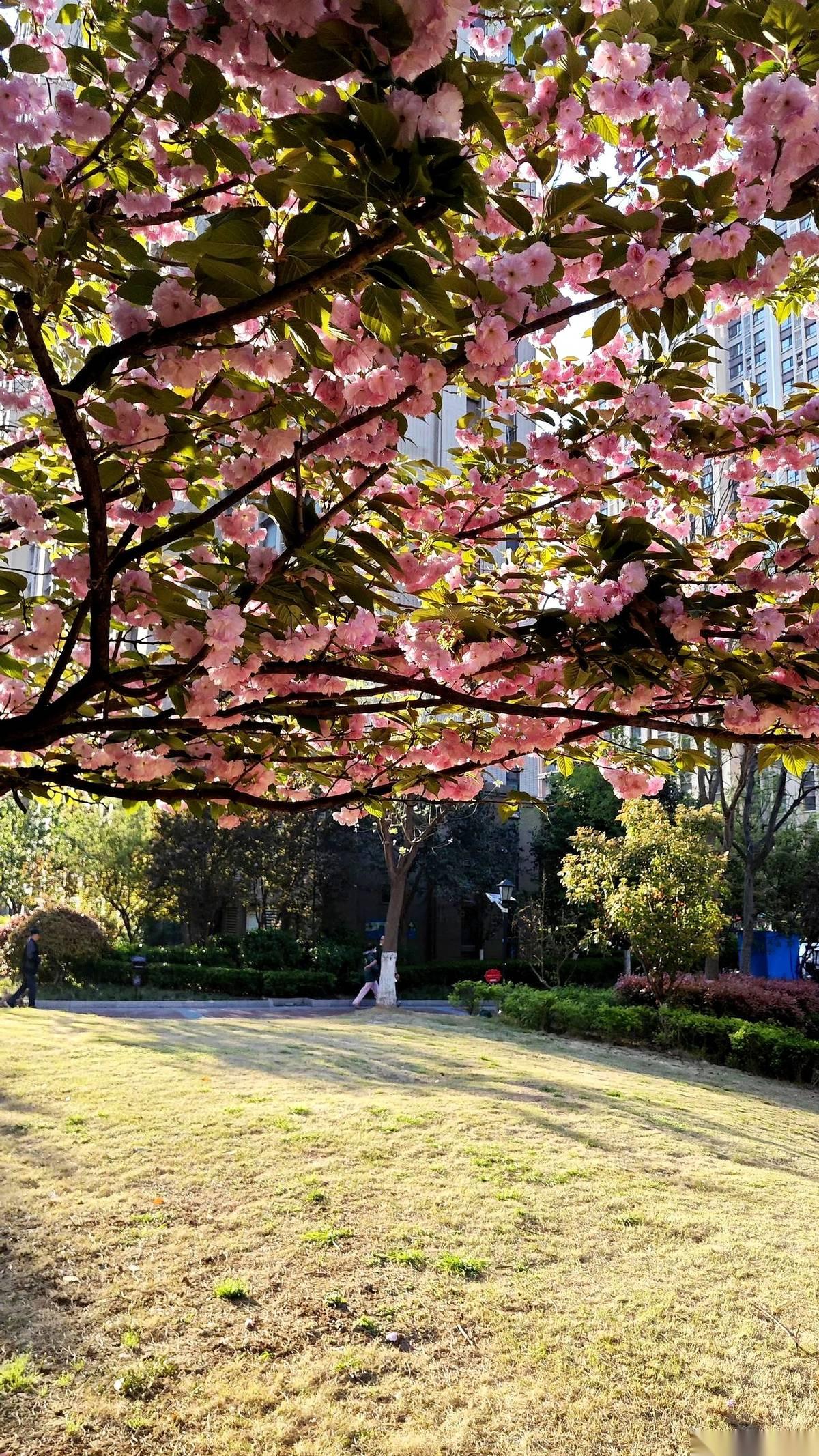 弘一法师晚年，曾留下这样一句，至今让人回味：
“不是没感情，是感情用完了，不粘在