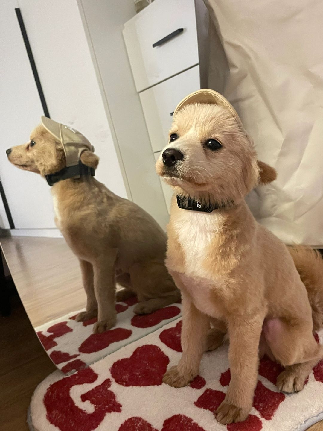 小狗：人，出去玩吧，我帽子已经戴好了 