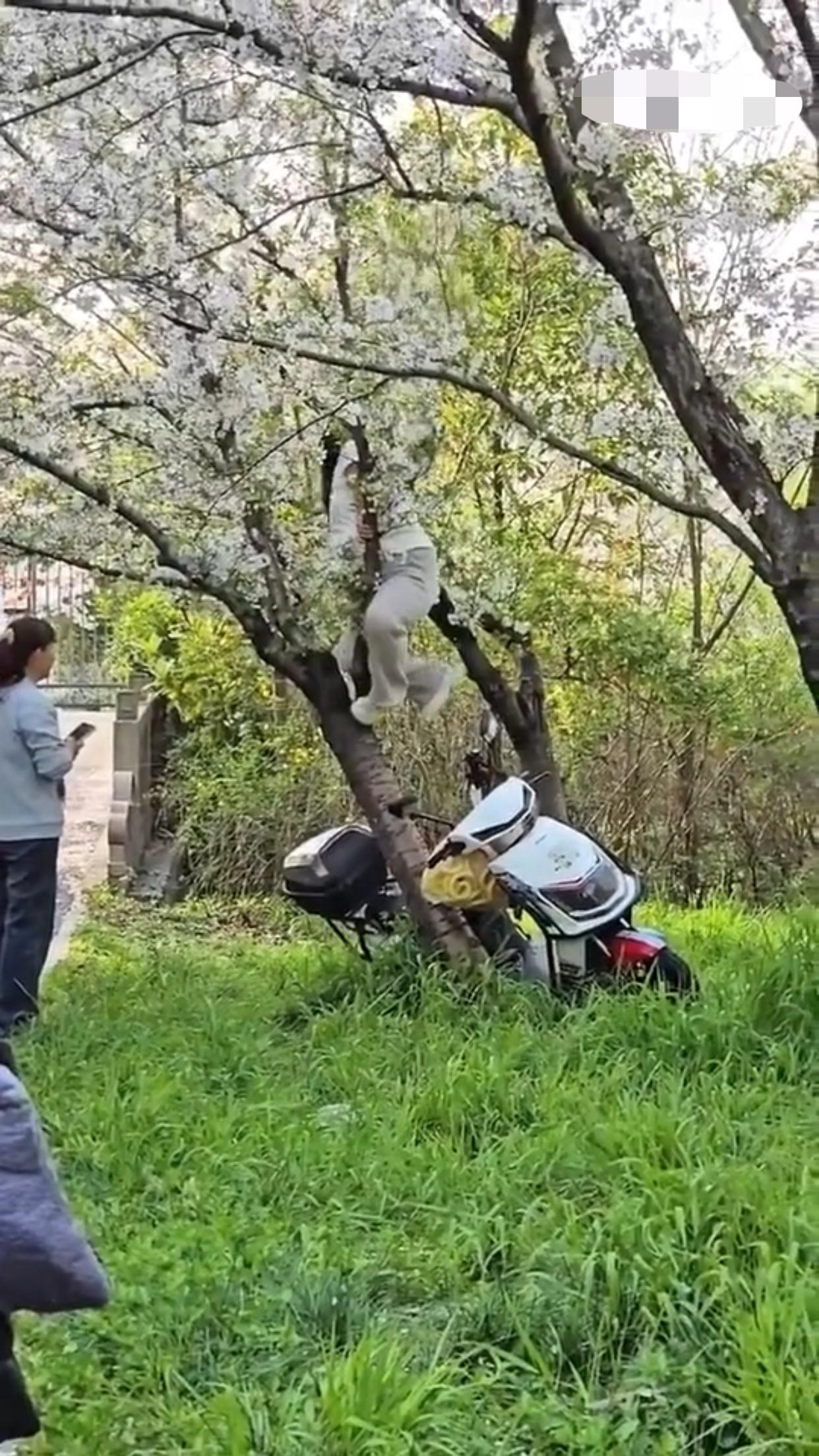上海的这棵樱花树，本来是“花开正艳”，然而却有“千金（斤）大小姐”非要爬到树上去