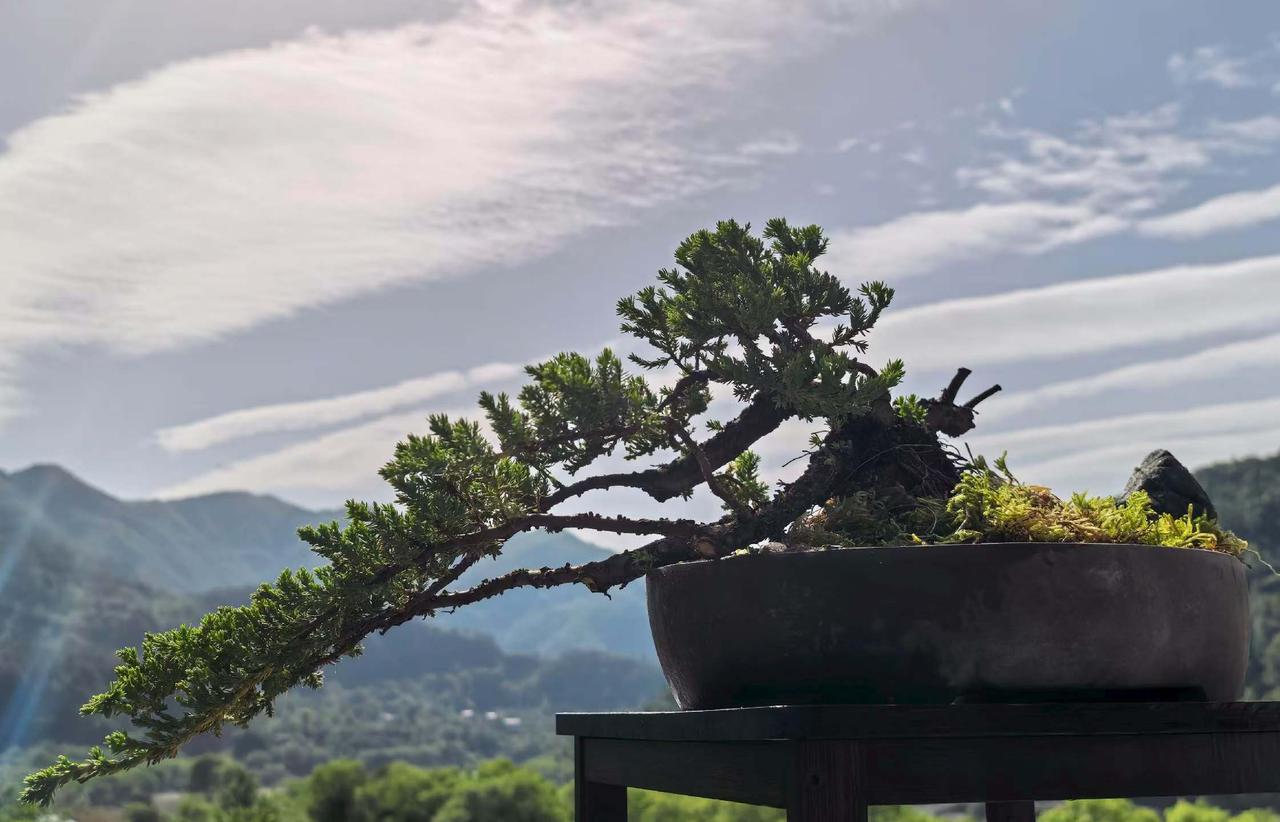 今天去山区游玩，拍下了这个大盆景，这个大盆景造型优美，在远山的映衬下，非常壮观。