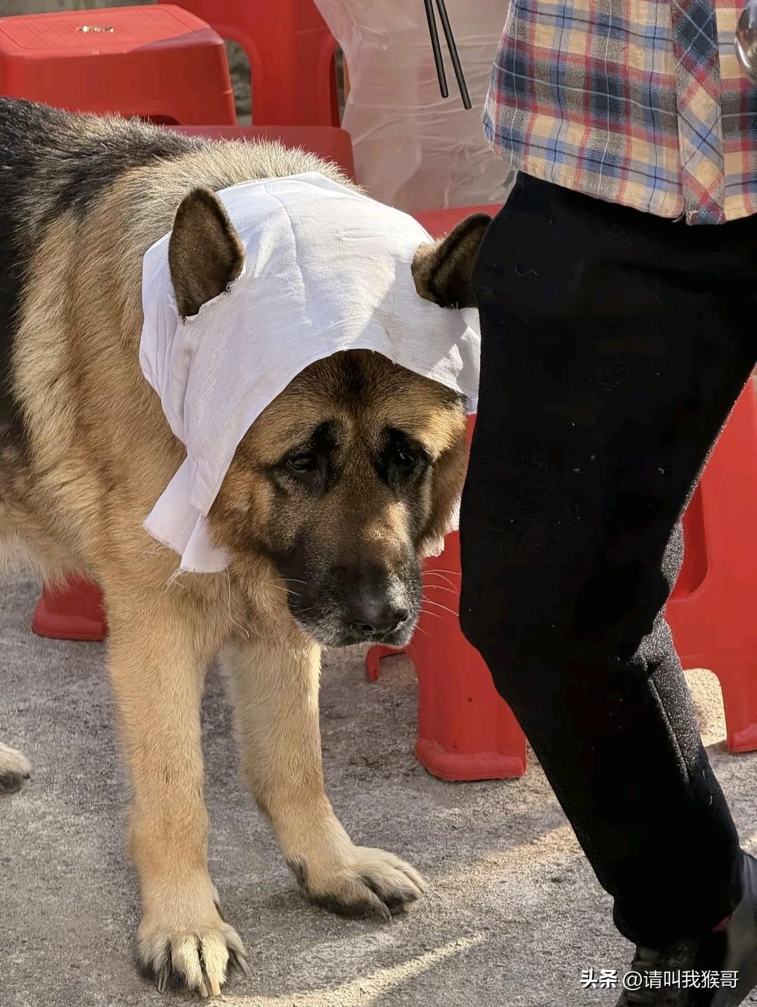 有些动物真的通人性