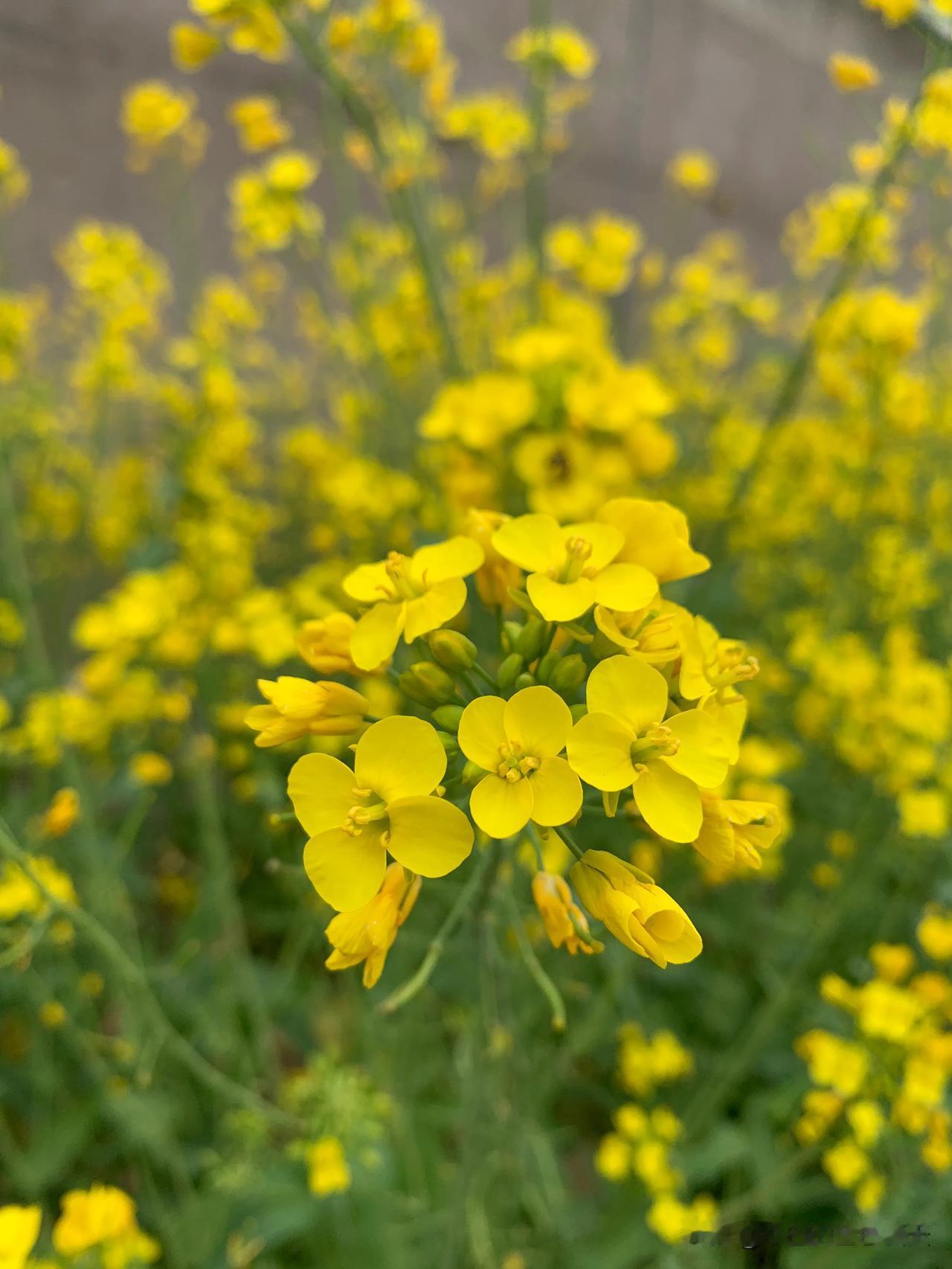 #中国哪里的油菜花海最美?#心有阳光那里的都美。