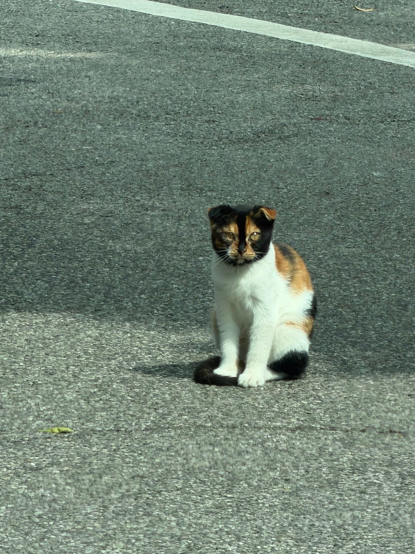 被一只猫拦路打劫了[喵喵] ​​​