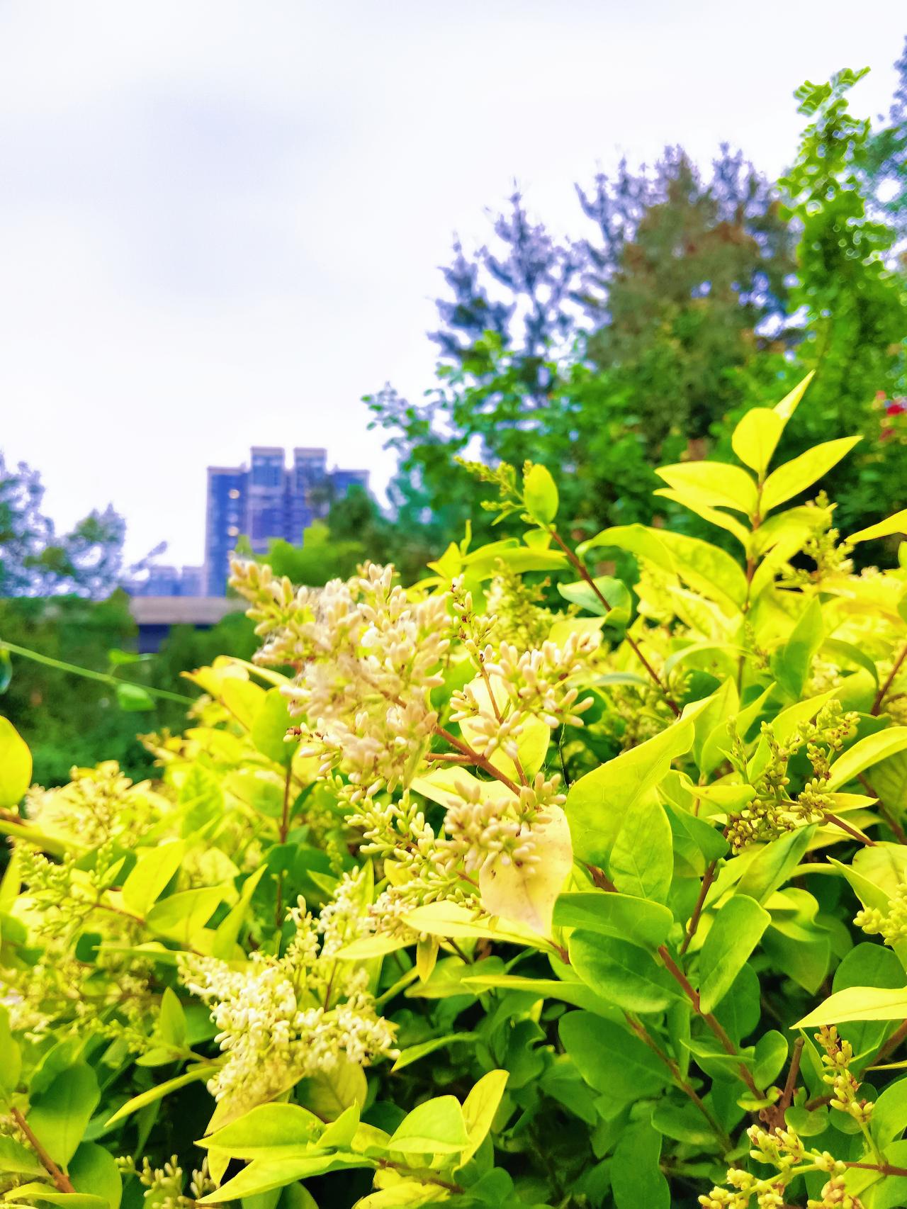 西红柿在你们那里的方言叫什么哈哈哈哈哈！我们这叫（柿子）