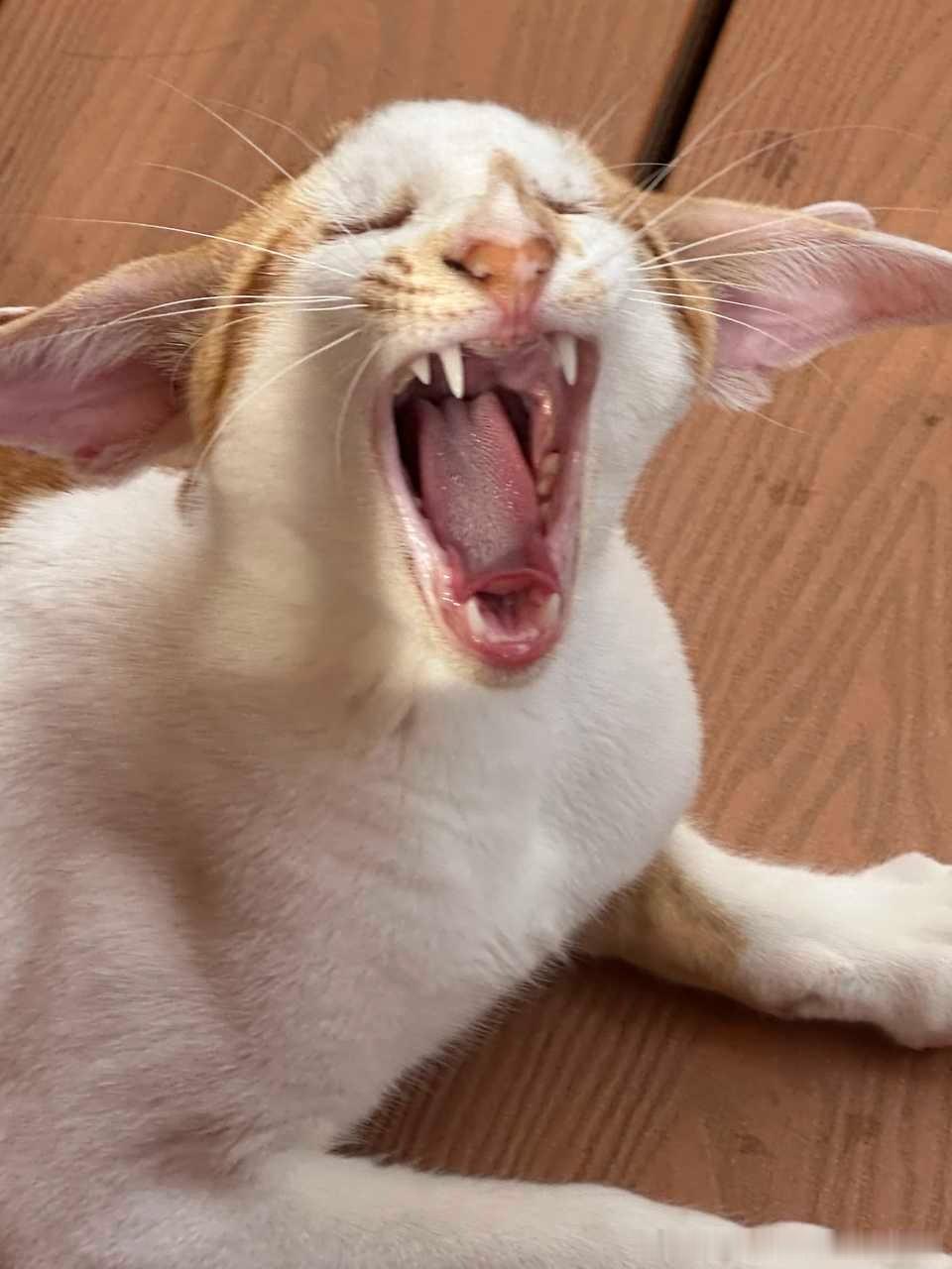 49608【丑猫】多比 