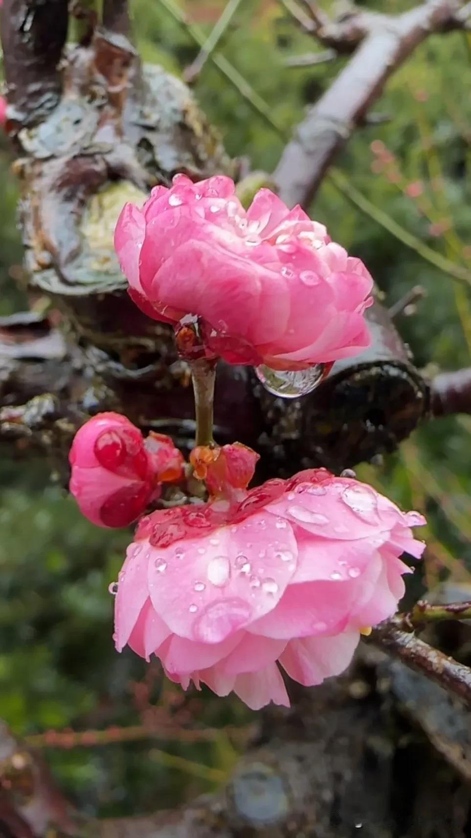 好看的梅花图片雨水滋润大地，梅花娇艳。