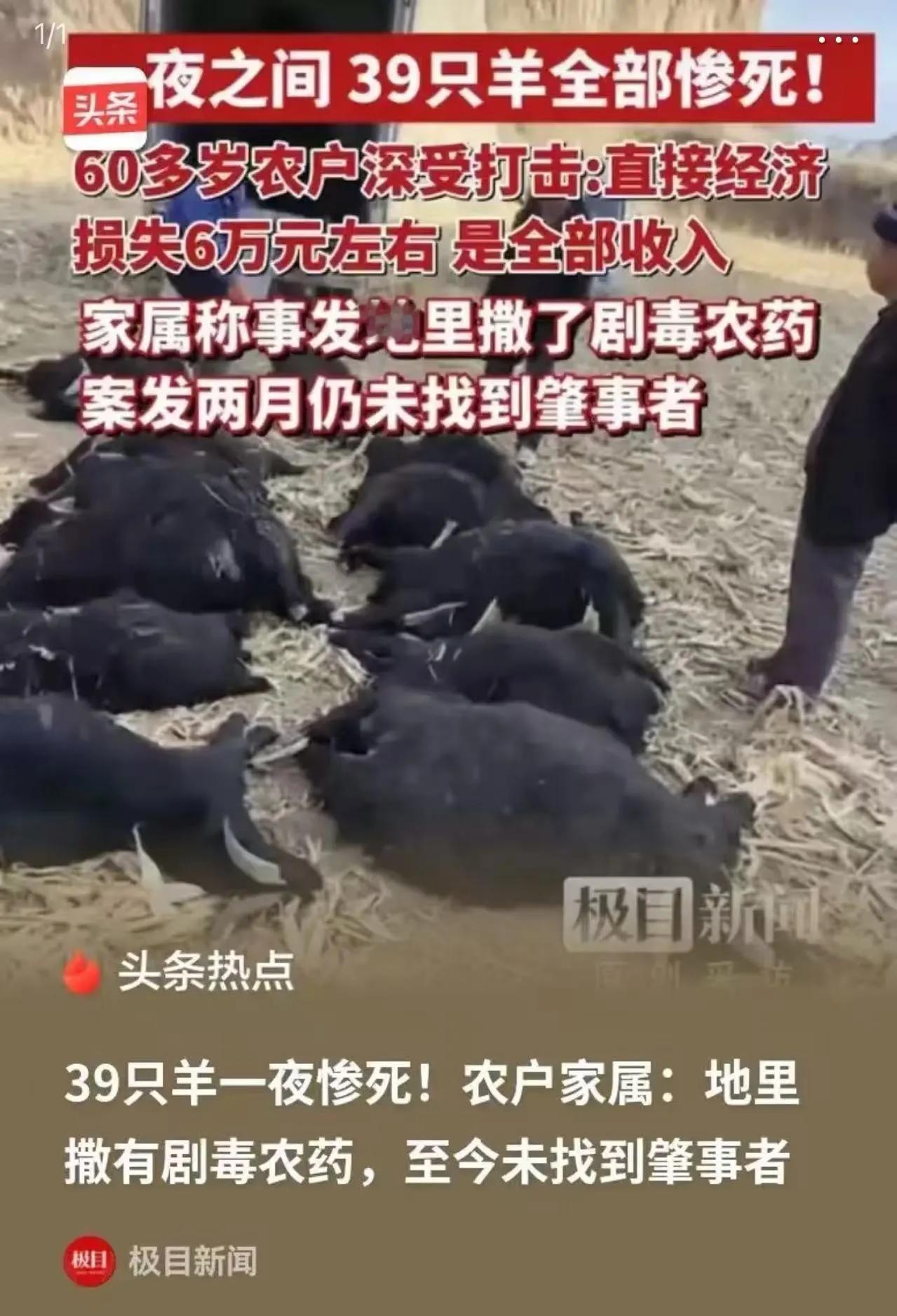 这事真让人心里堵得慌——六旬老人，一辈子土里刨食，39只羊是他们起早贪黑、一点点
