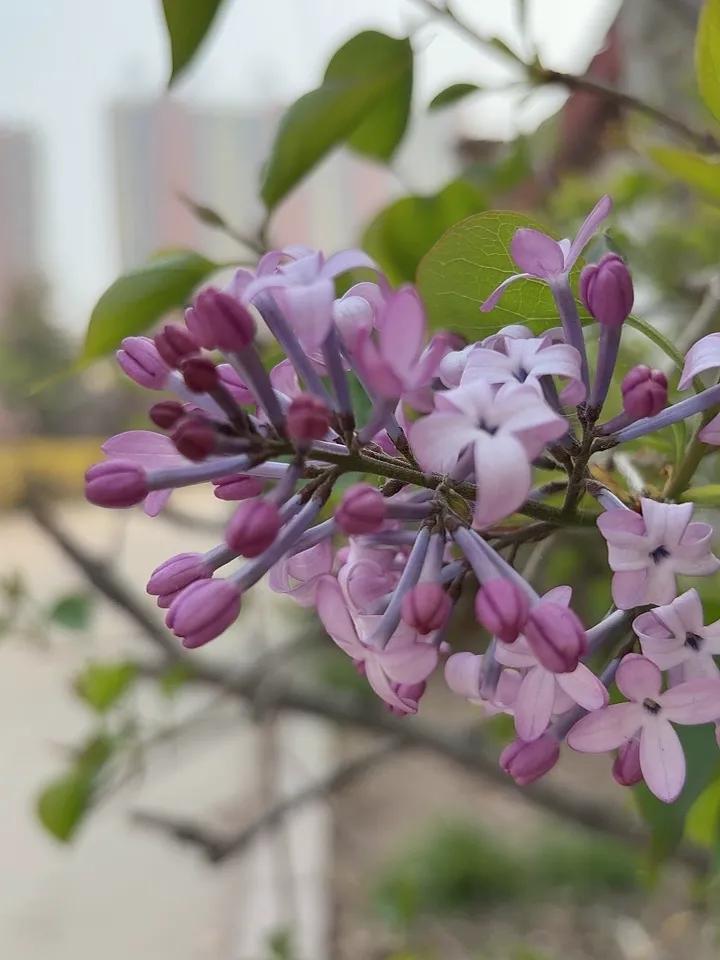 揪住春天小尾巴，抓紧时间去赏花。
转眼风吹花落去，采上一朵带回家。