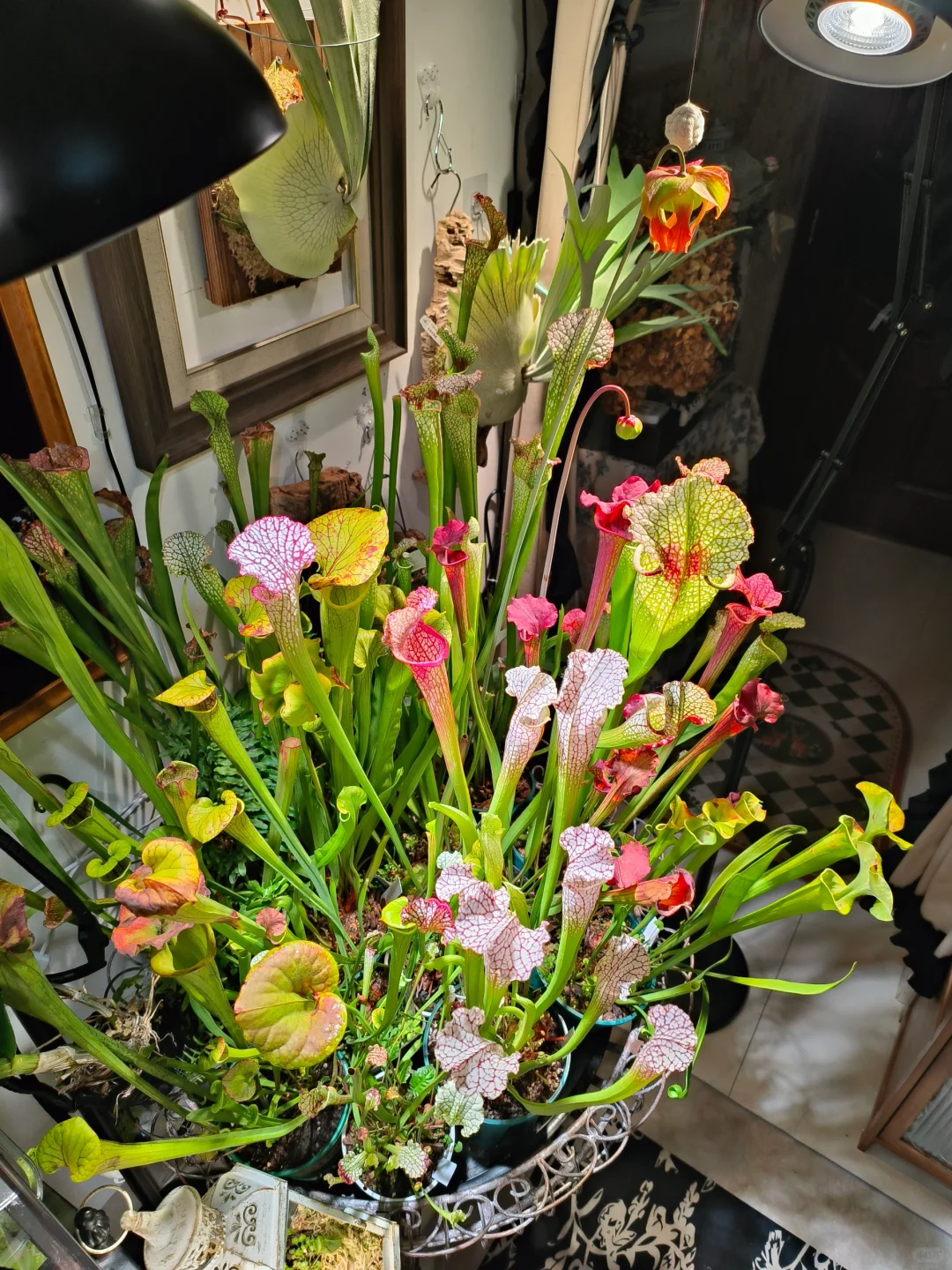 一大簇浅粉色↑