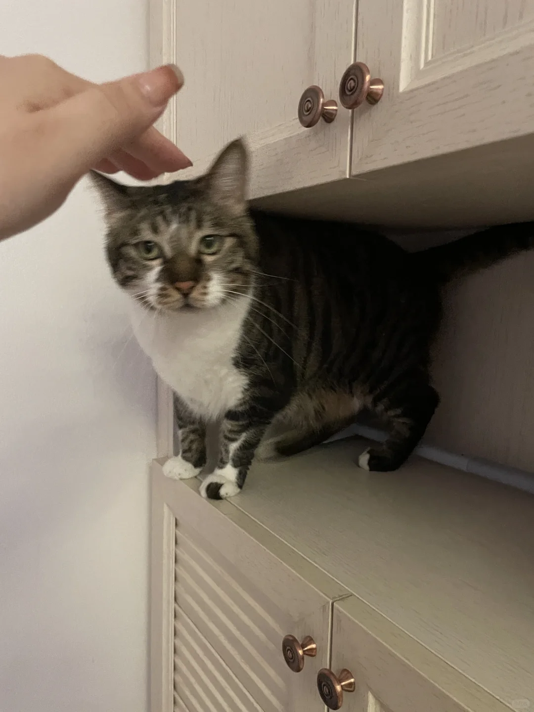 是我召之即来挥之不去的小猫