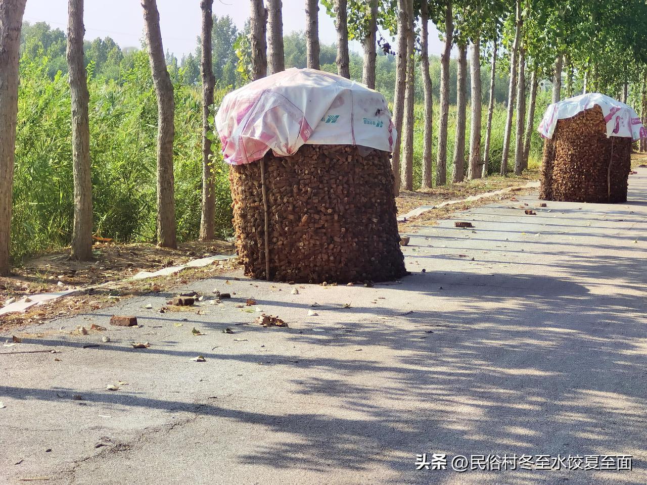 德州农村百姓的应急物资储备：棒子穰，不知道大家当地叫什么，还有没有人储存这个？