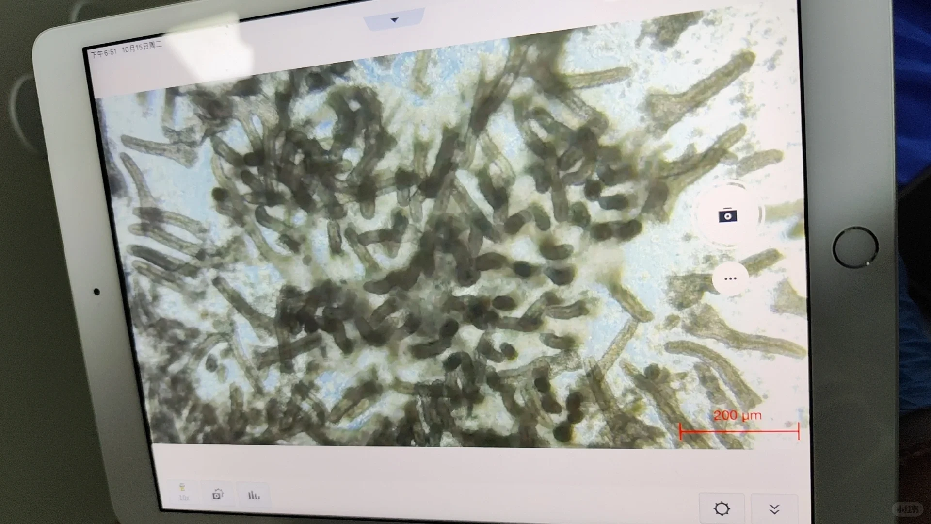 人结肠隐窝提取