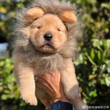 胖猪热聊汽车