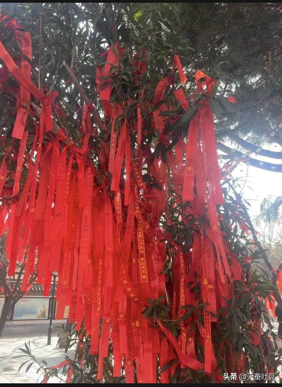 春日生活打卡季昔我往矣，杨柳依依。今我来思，雨雪霏霏！