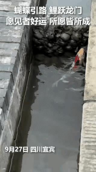 四川，女生逛公园时，突然听到旁边水沟有动静，走近一看，竟然是一条锦鲤，被一堵石头