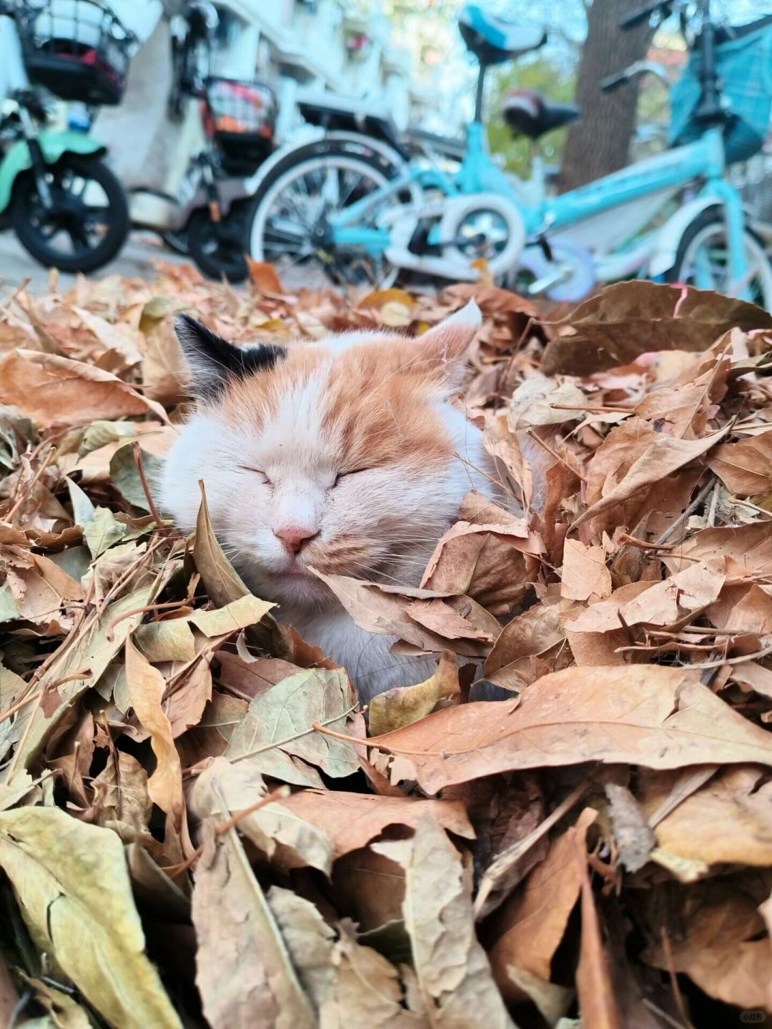 落叶堆里长寿猫！