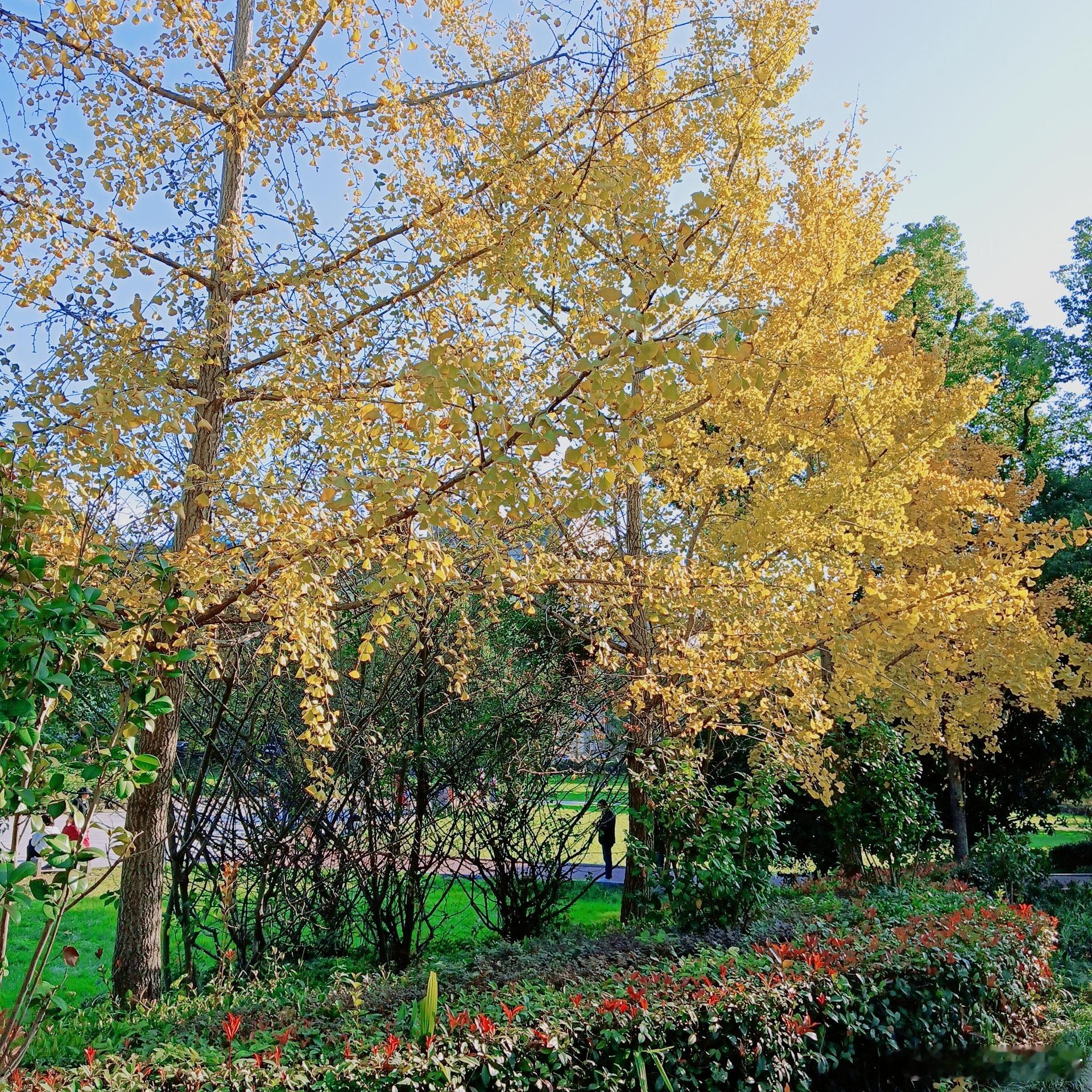从来银杏不负秋银杏银杏叶