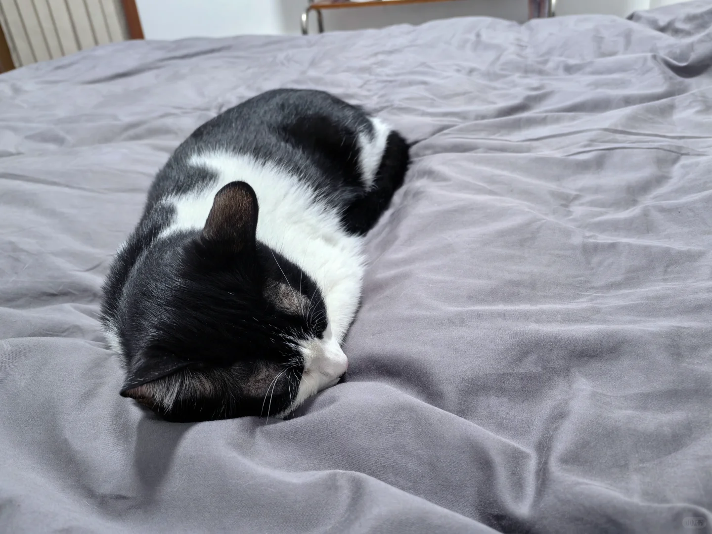 一只猫猫蛹