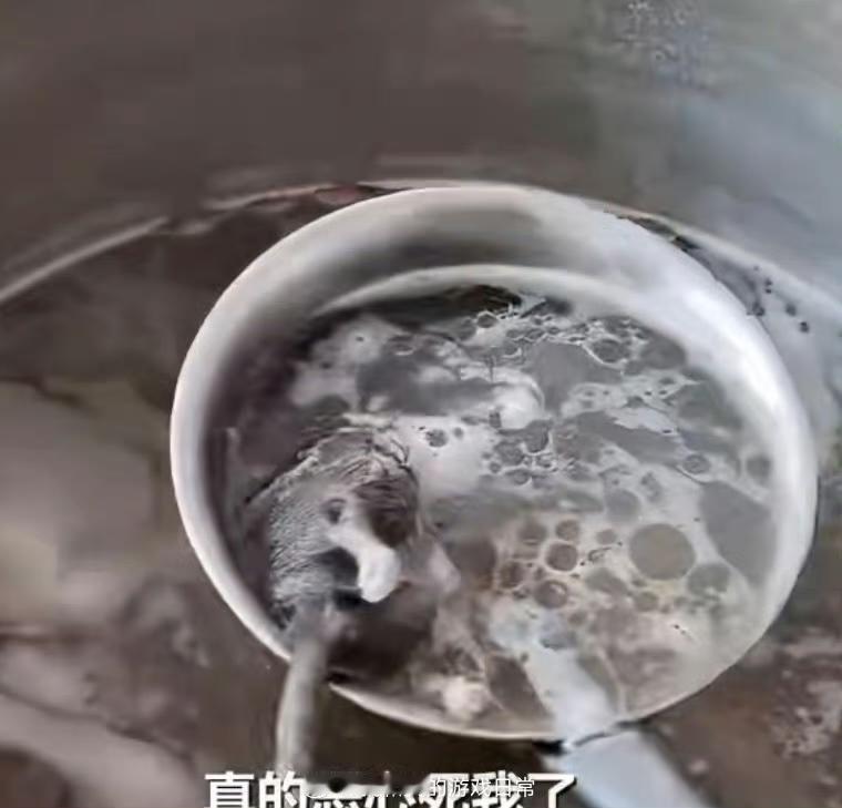 广西百色有顾客在早餐店喝汤时，居然从锅里捞出一整只死老鼠！视频里那老鼠脚都熬得发