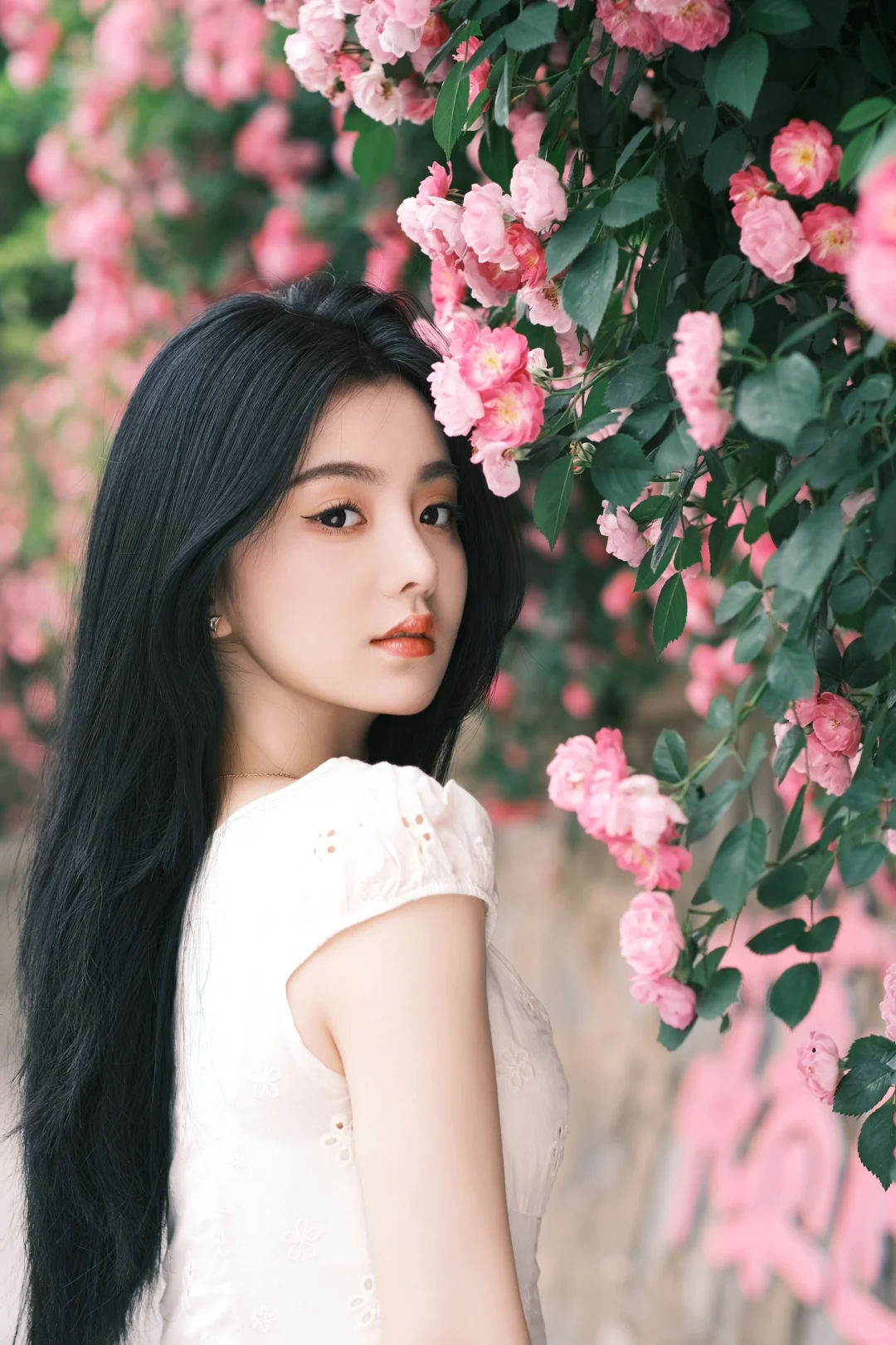 合肥顶流 蔷薇花满架🌸