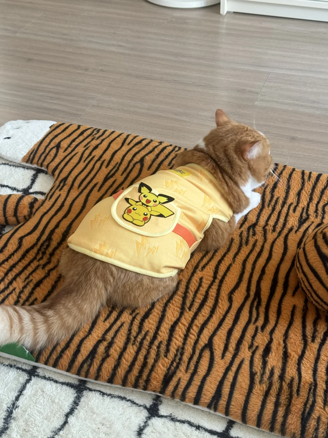 我家子涵可以做童模吗