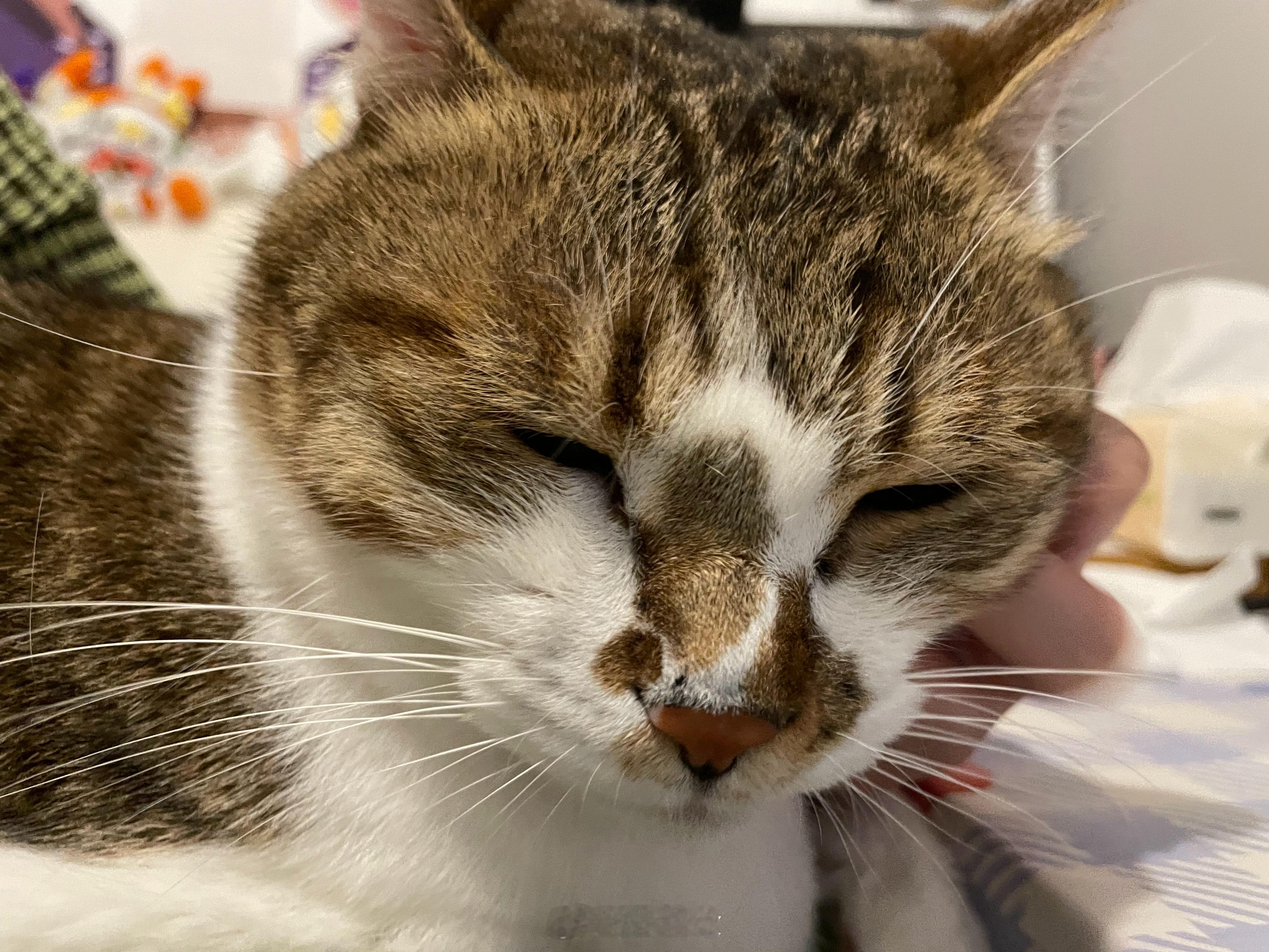 在家天天被猫打但一到工位又开始想猫 