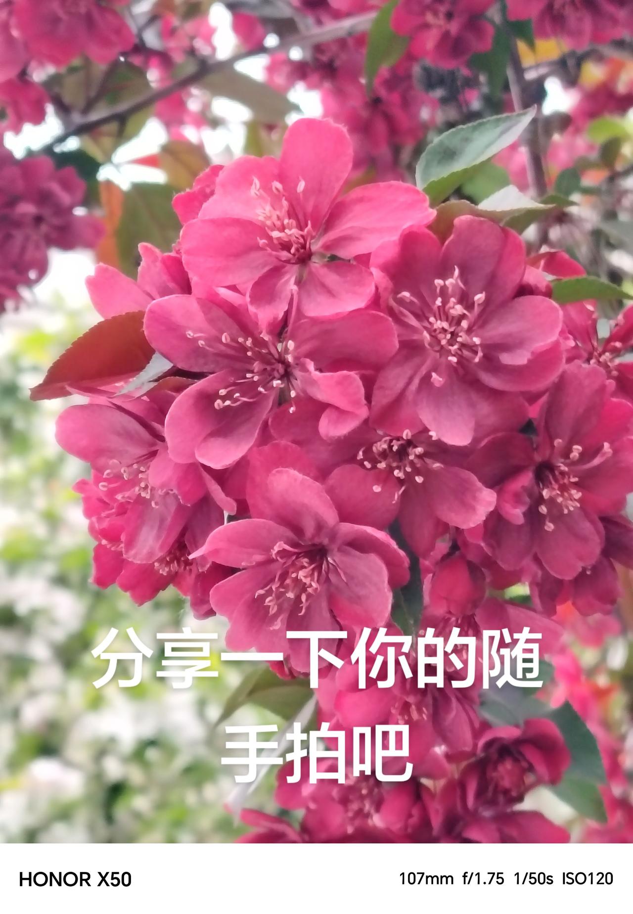 瞧这团花簇拥在一起是多么的美丽用你相册里最近一张照片来搭配这首歌 创作者中心