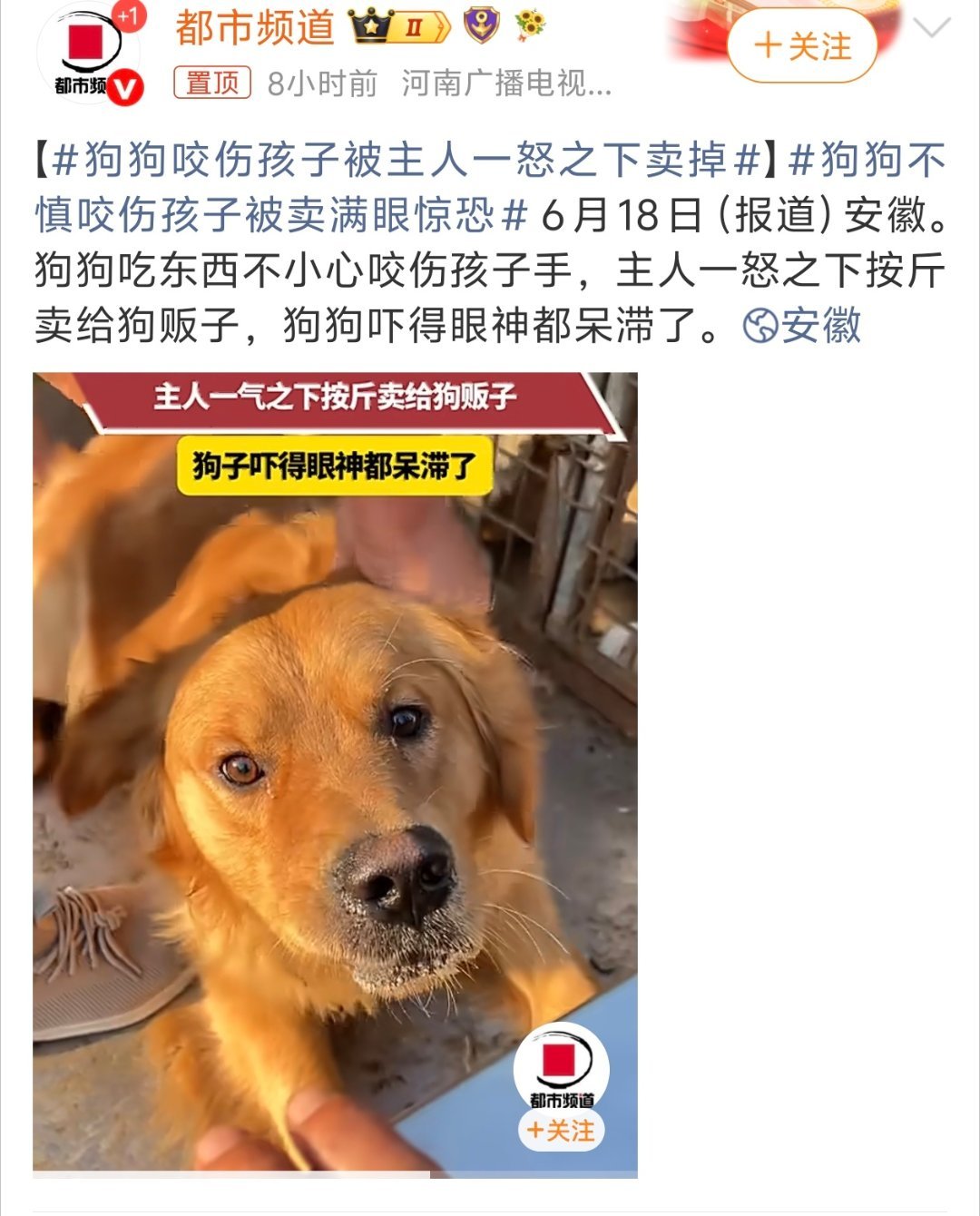 狗狗不慎咬伤孩子被卖满眼惊恐狗咬人，不说孩子惊恐，说狗惊恐这媒体也别叫都市频道了